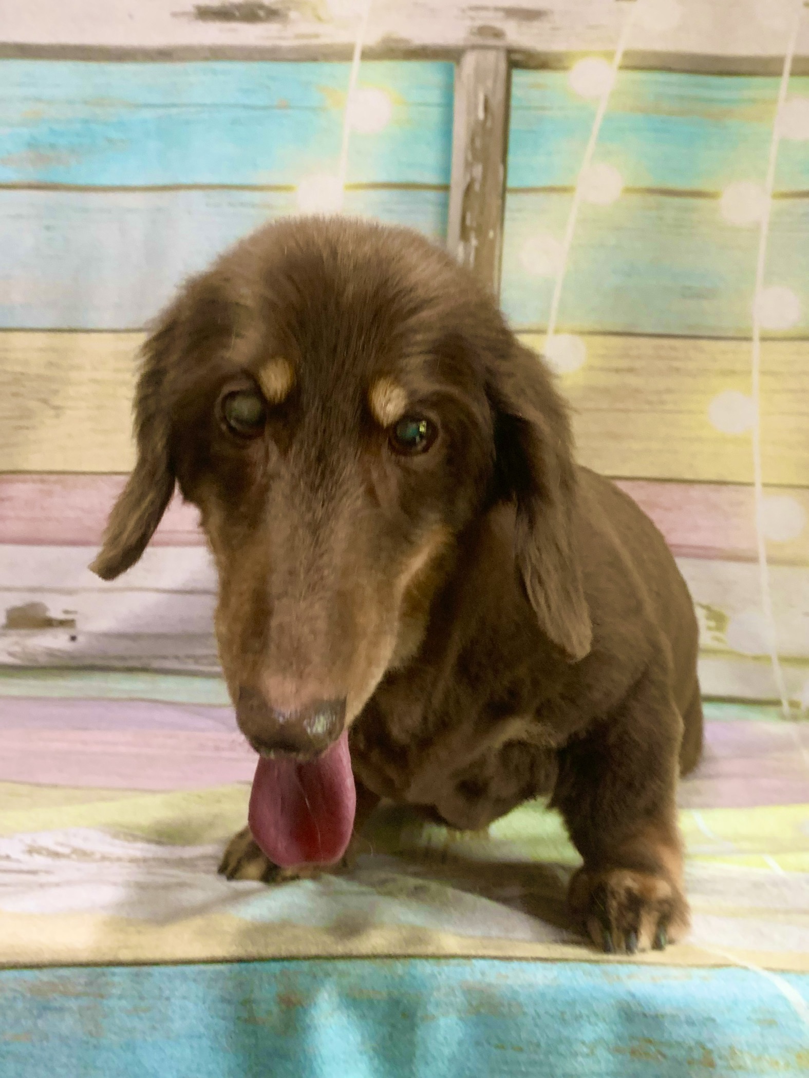 稲敷市でトリミングです。ルイくん　(ミニチュアダックスフンド男の子　シャンプー＆カットコースです。)