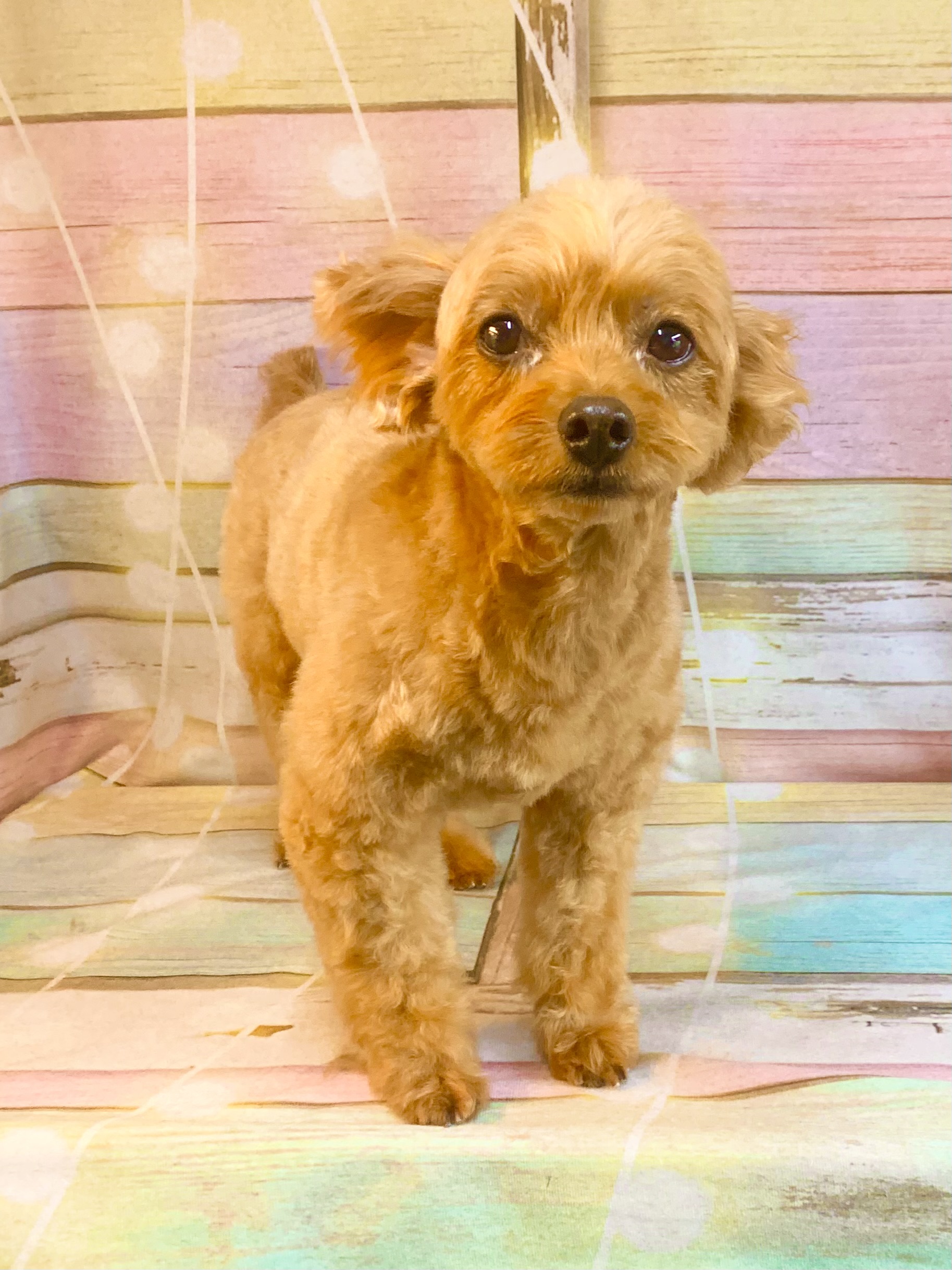 野田市でトリミングです。アランくん　(トイプードル×チワワ男の子　シャンプー＆カットコースです。)