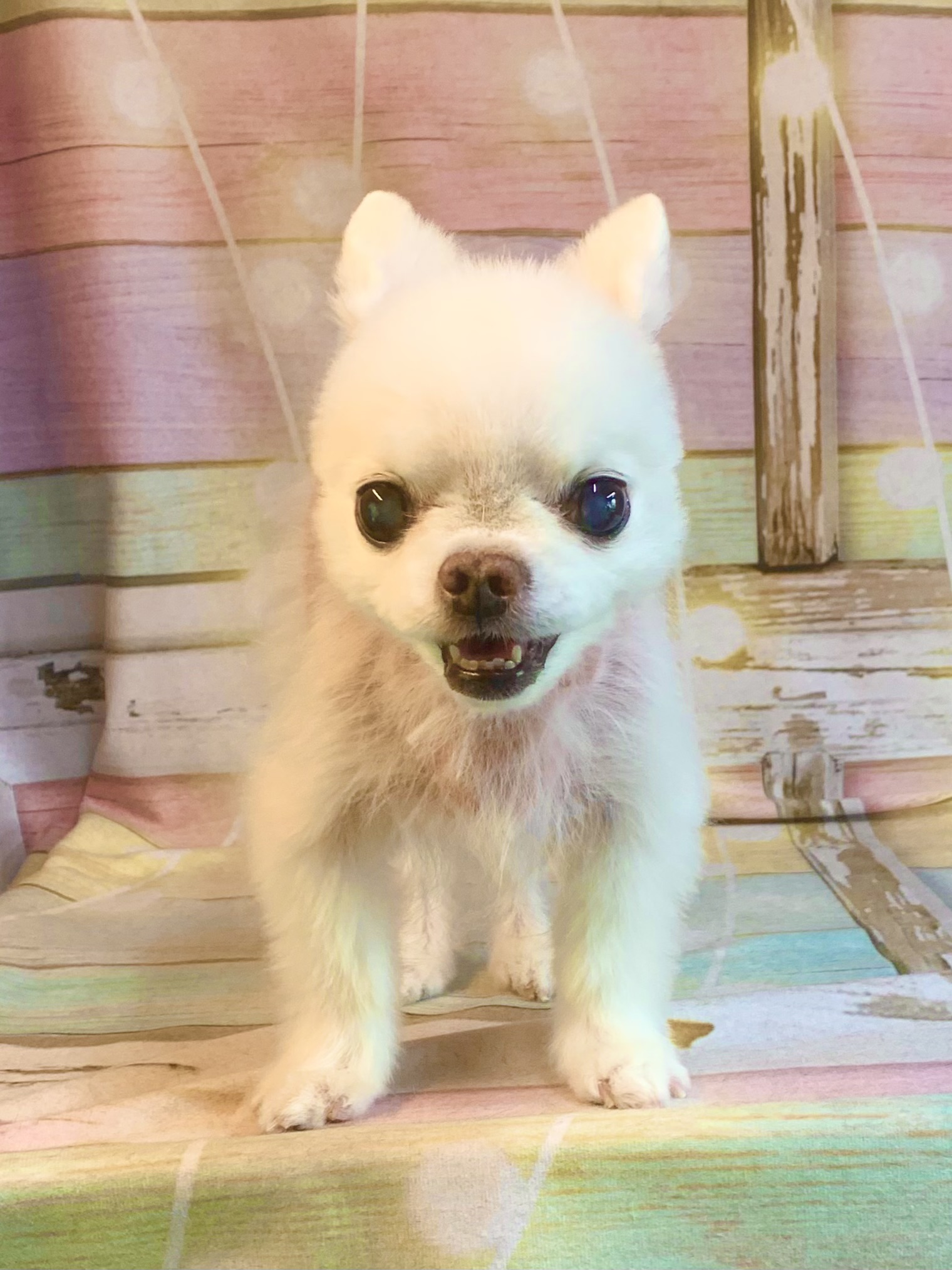 野田市でトリミングです。ドレミくん　(チワワ男の子　シャンプー＆カットコースです。)