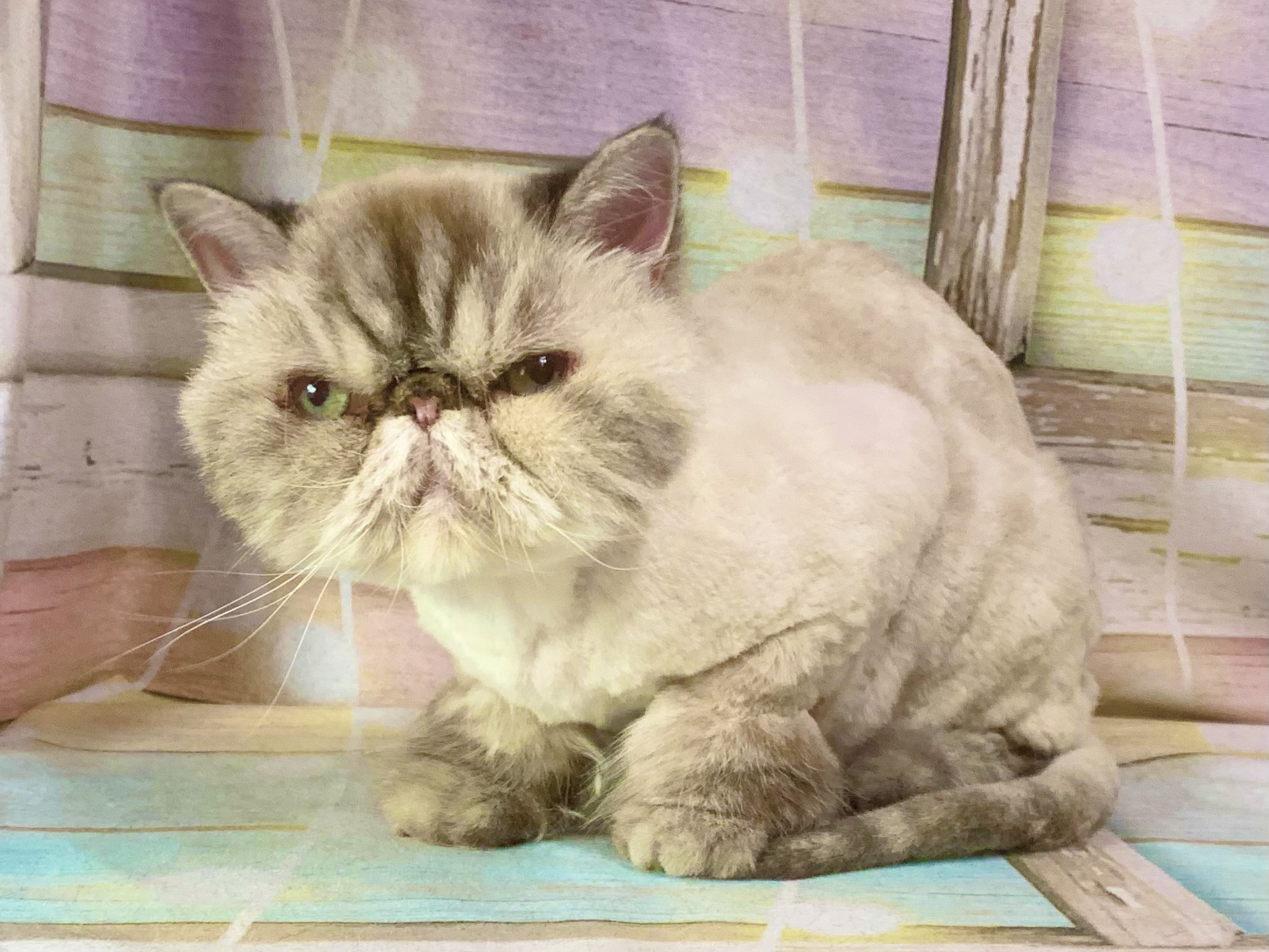 野田市でトリミングです。プックちゃん　(ヒマラヤン女の子　グルーミング＆カットコースです。)