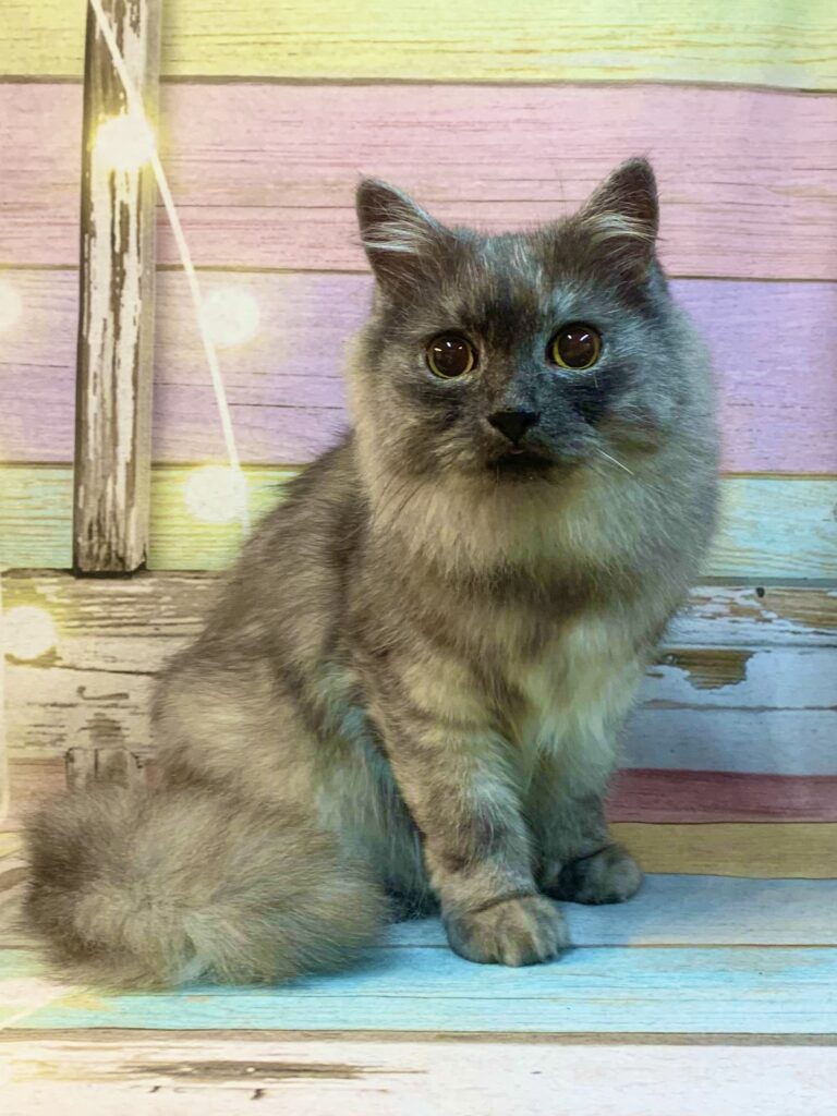 つくば市でトリミングです。トラくん　(中毛ＭＩＸ猫男の子　グルーミング＆部分カットコースです。)