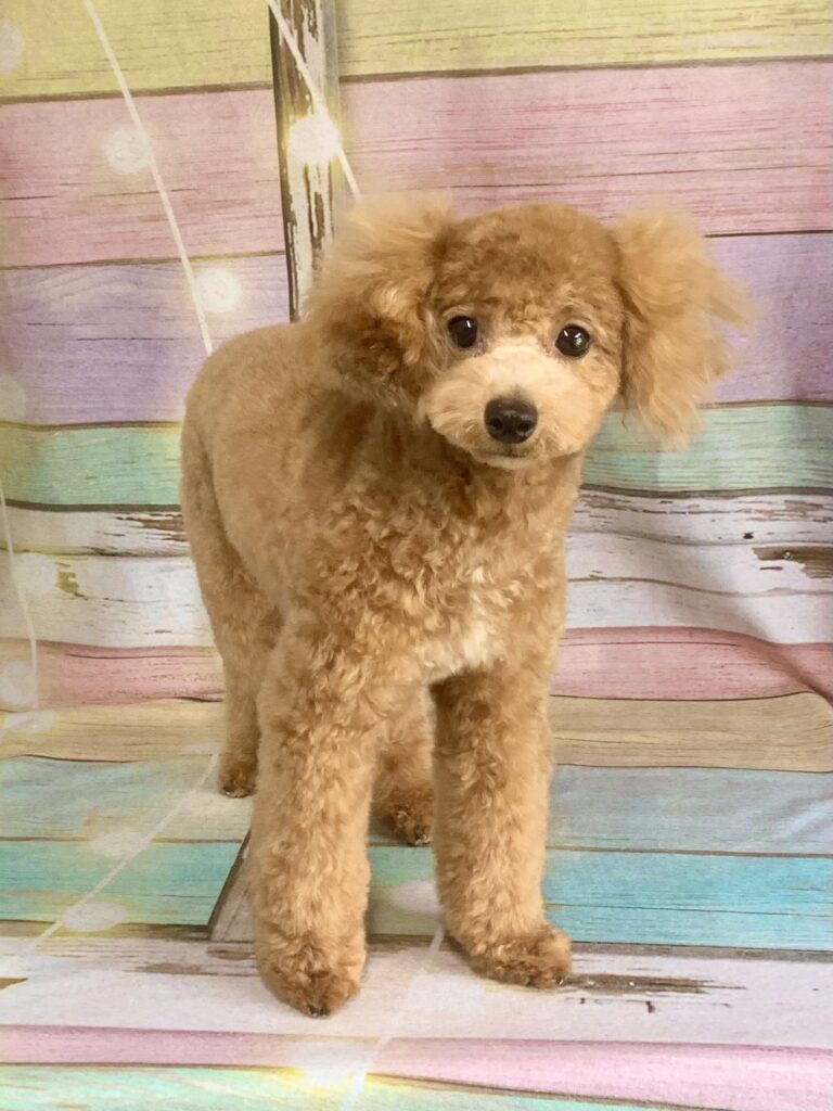 守谷市でトリミングです。ラムちゃん　(トイプードル女の子　シャンプー＆カットコースです。)