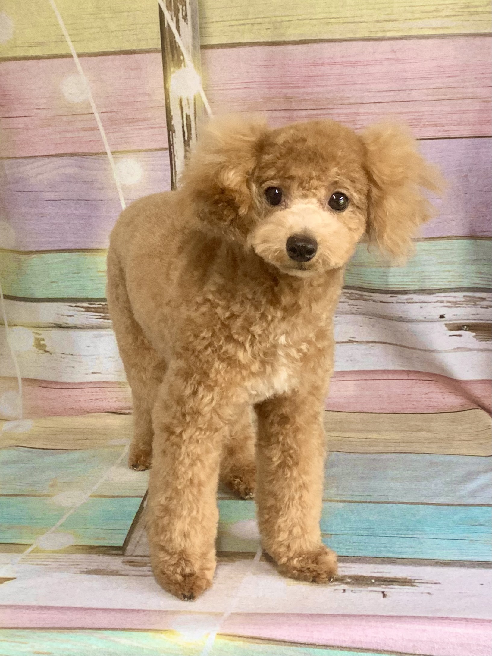 守谷市でトリミングです。ラムちゃん　(トイプードル女の子　シャンプー＆カットコースです。)