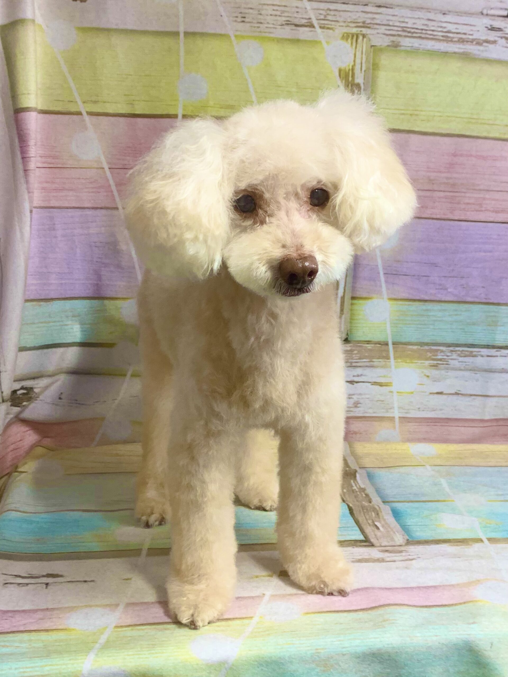 守谷市でトリミングです。モカちゃん　(トイプードル女の子　シャンプー＆カットコースです。)