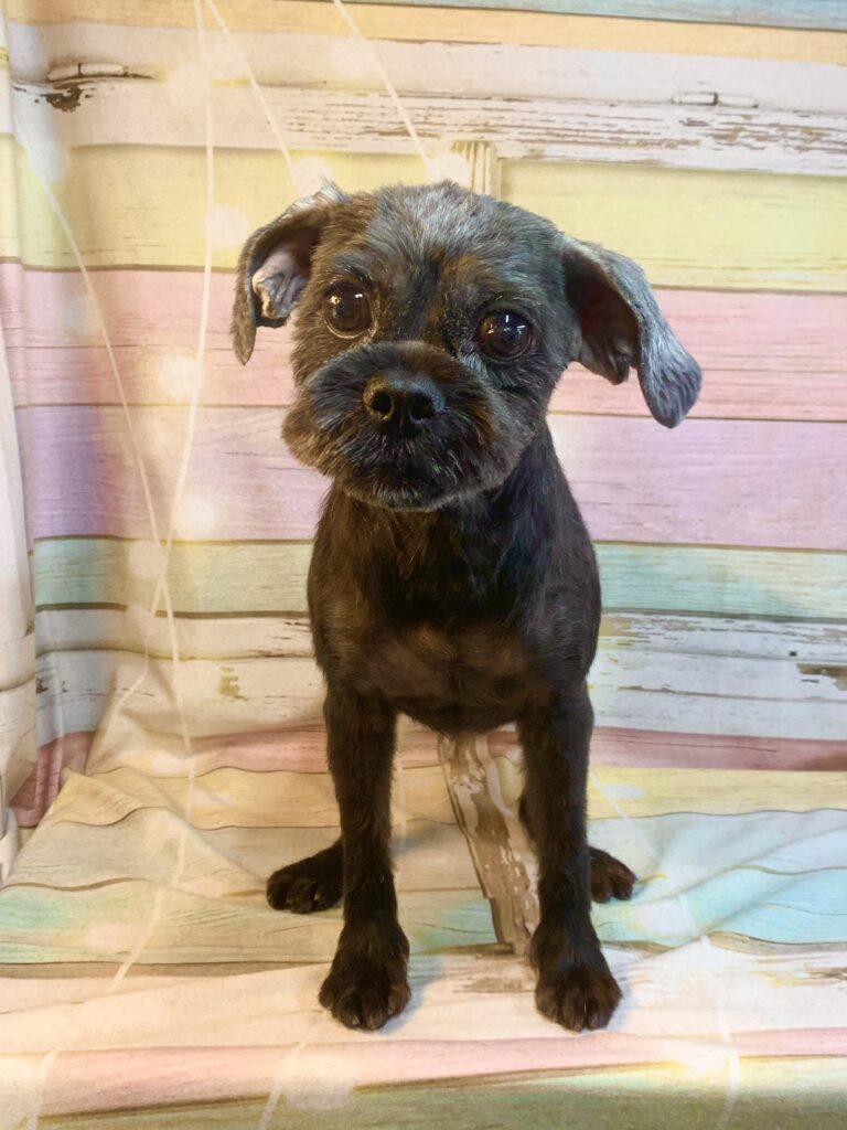 牛久市でトリミングです。ベルちゃん　(ベルジアングリフォン女の子　シャンプー＆カットコースです。)