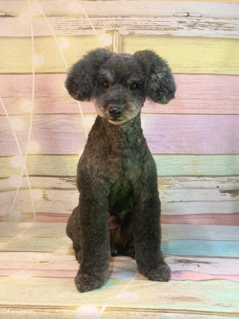 つくば市でトリミングです。ハッピーくん　(トイプードル男の子　シャンプー＆カットコースです。)