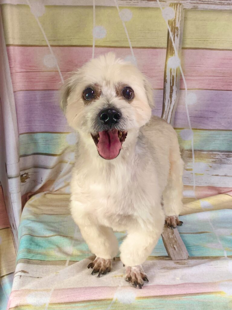 柏市でトリミングです。デニッシュくん　(長毛小型ＭＩＸ犬男の子　シャンプー＆カットコースです。)