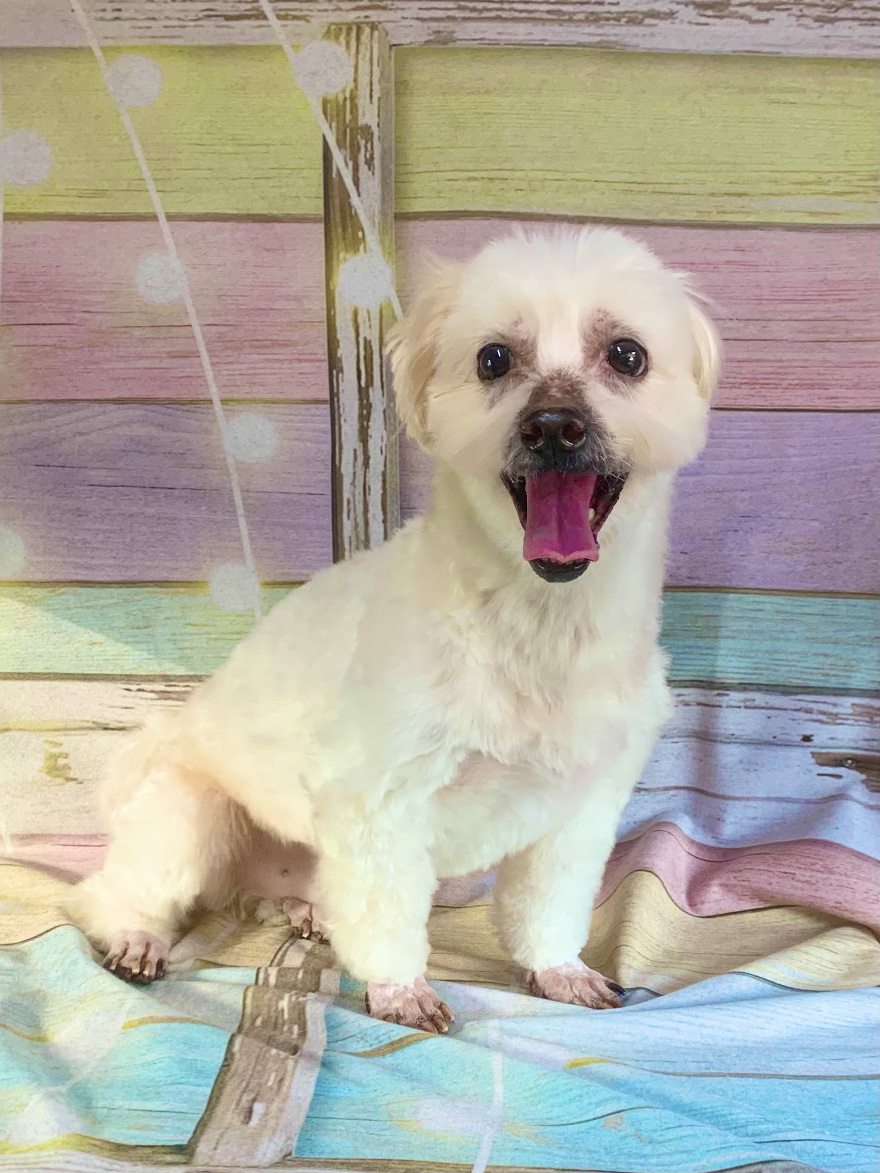 柏市でトリミングです。ポンデケージョくん　(長毛小型ＭＩＸ犬男の子　シャンプー＆カットコースです。)