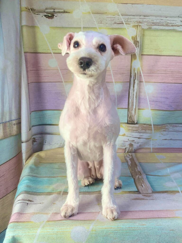 つくば市でトリミングです。ランちゃん　(ミニチュアシュナウザー女の子　シャンプー＆カットコースです。)