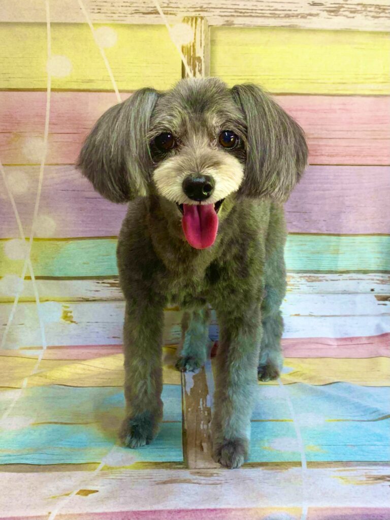 印西市でトリミングです。コユキちゃん　(トイプードル×ポメラニアン女の子　シャンプー＆カットコースです。)