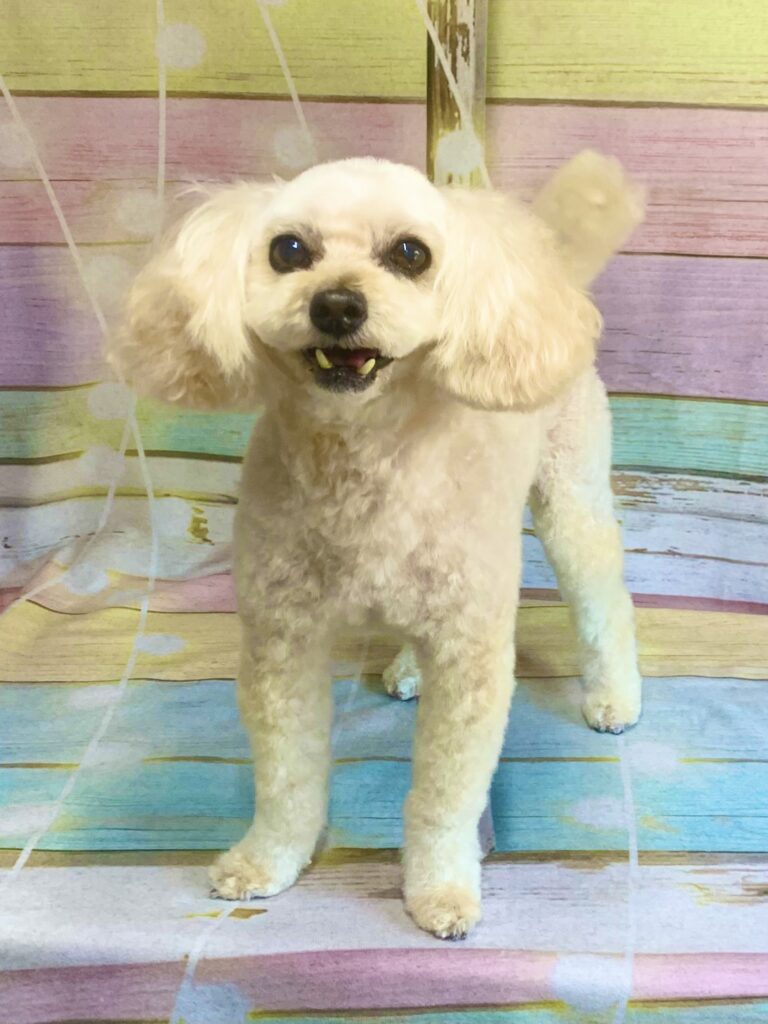 印西市でトリミングです。コハルちゃん　(トイプードル×マルチーズ女の子　シャンプー＆カットコースです。)