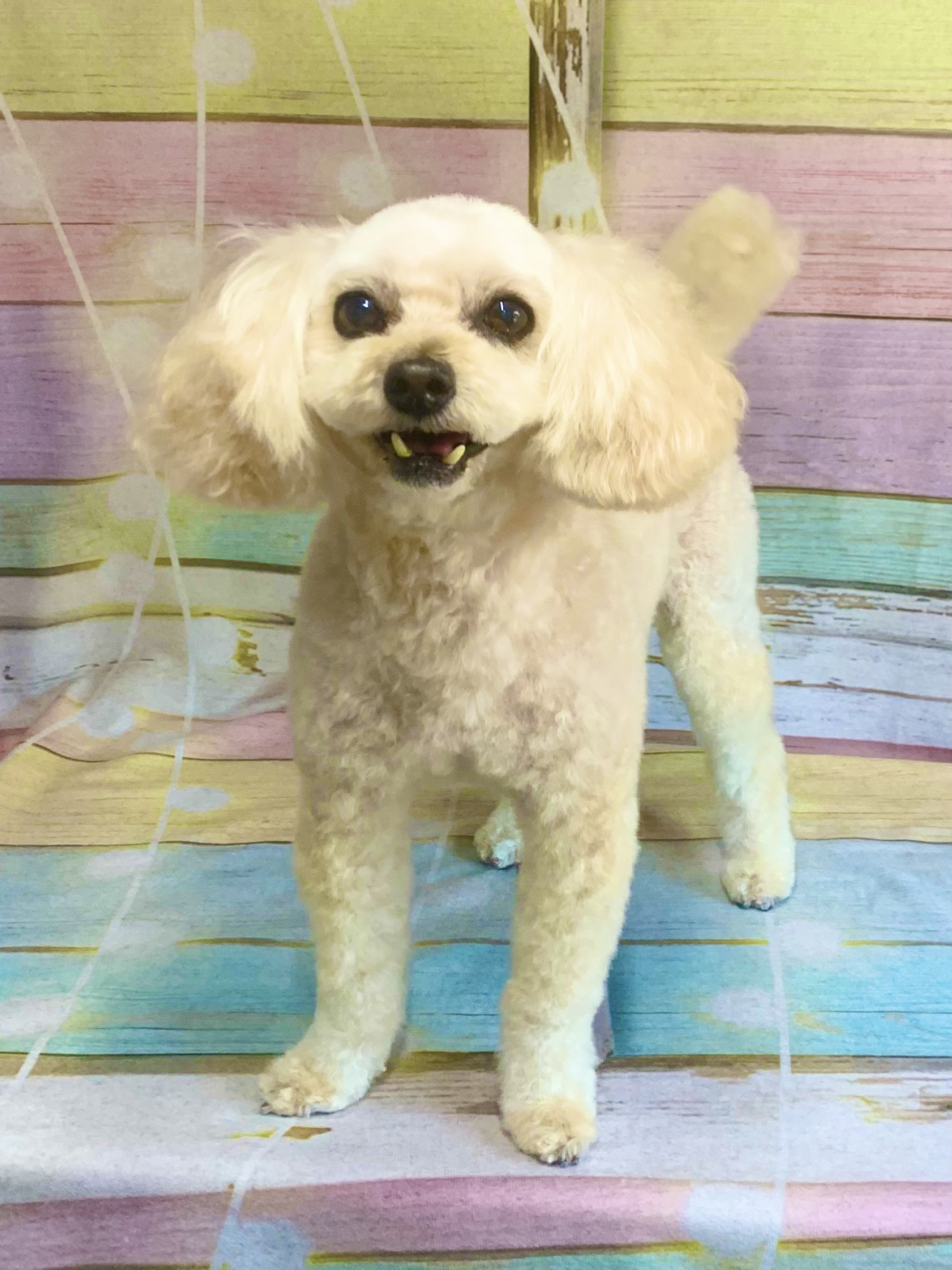 印西市でトリミングです。コハルちゃん　(トイプードル×マルチーズ女の子　シャンプー＆カットコースです。)