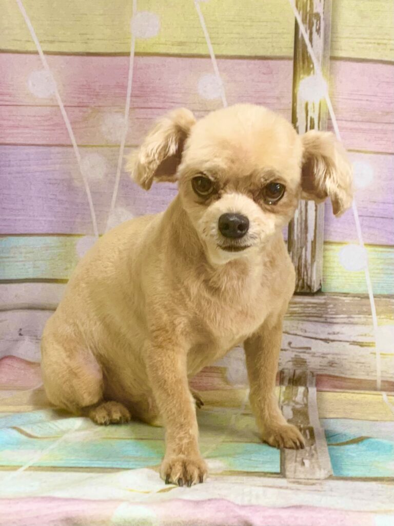 白井市でトリミングです。ロックくん　(トイプードル×チワワ男の子　シャンプー＆カットコースです。)