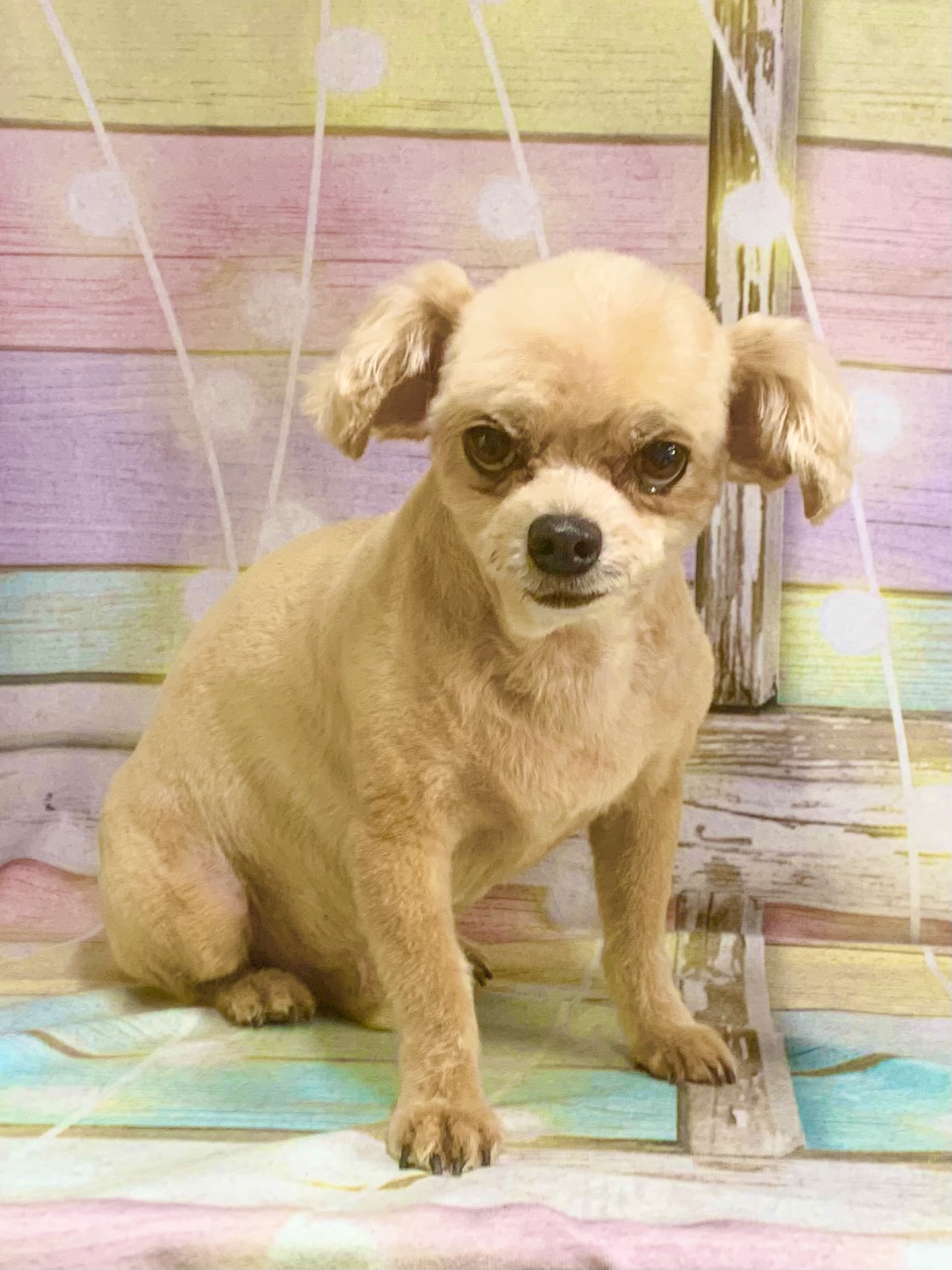 白井市でトリミングです。ロックくん　(トイプードル×チワワ男の子　シャンプー＆カットコースです。)