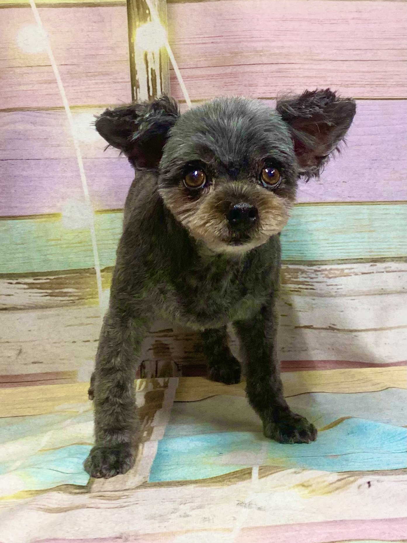 白井市でトリミングです。ビートくん　(トイプードル×チワワ男の子　シャンプー＆カットコースです。)