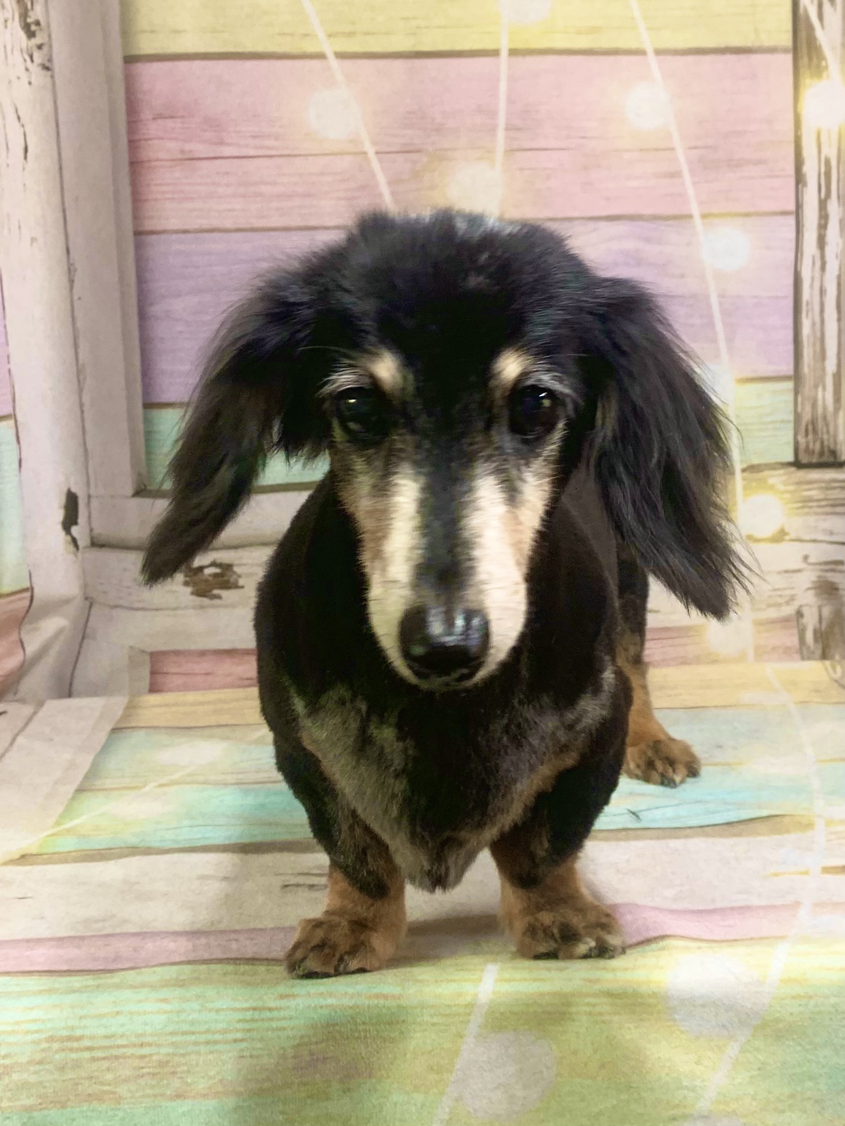 印西市でトリミングです。キュウちゃん　(ミニチュアダックスフンド女の子　シャンプー＆カットコースです。)