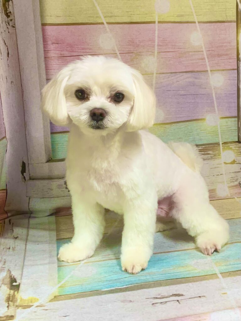 柏市でトリミングです。八満くん　(マルチーズ男の子　シャンプー＆カットコースです。)