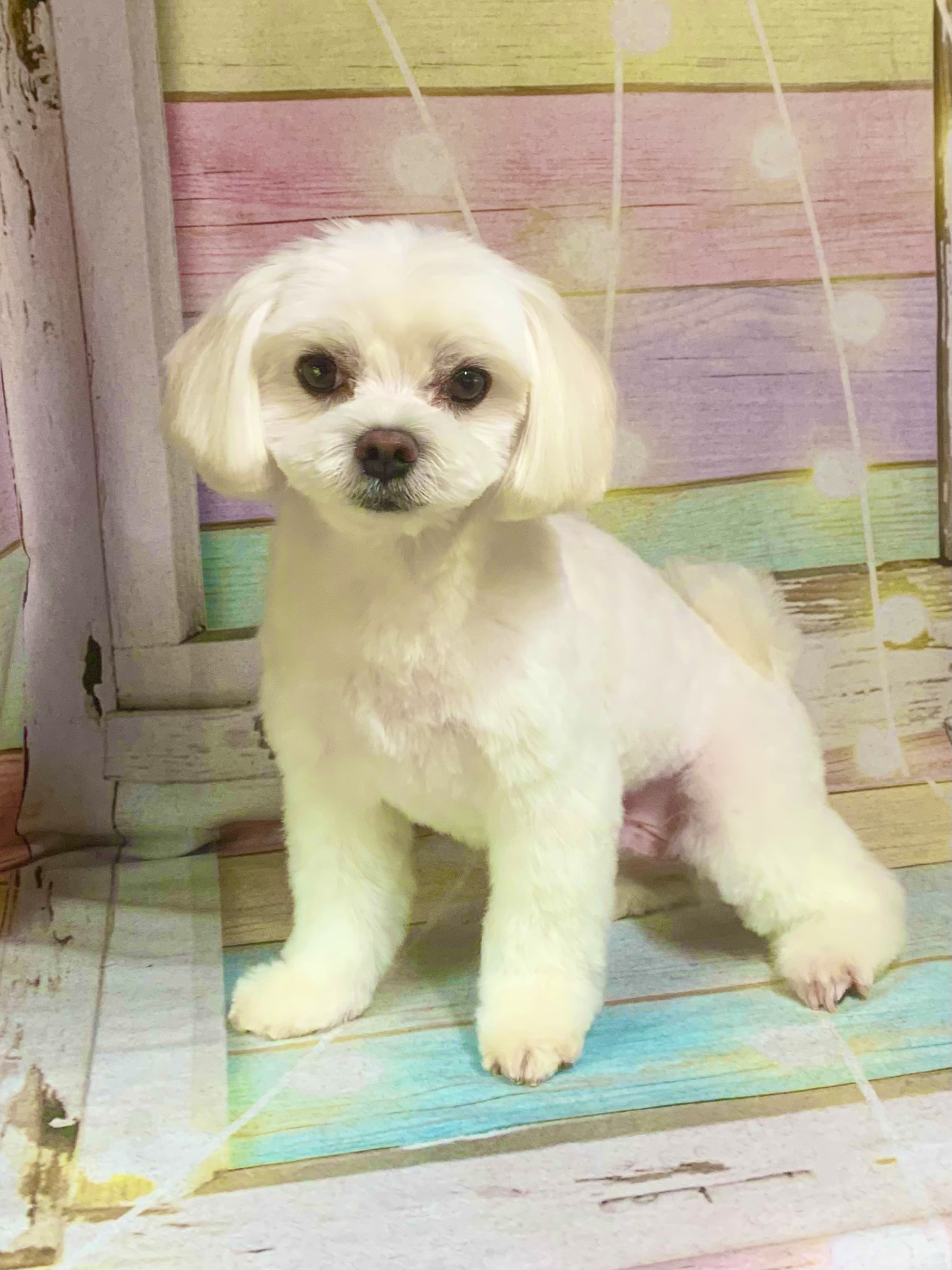 柏市でトリミングです。八満くん　(マルチーズ男の子　シャンプー＆カットコースです。)