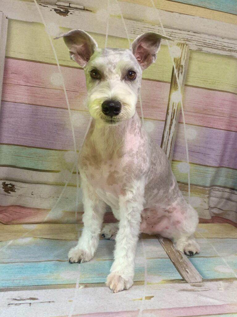 つくば市でトリミングです。アルルくん　(ミニチュアシュナウザー男の子　シャンプー＆カットコースです。)