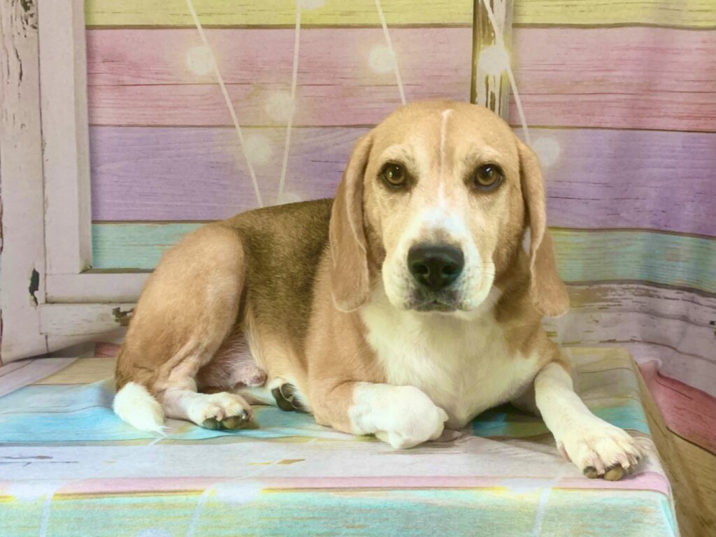 つくば市でトリミングです。ルートくん　(ビーグル男の子　シャンプーコース(お手入れ)です。)