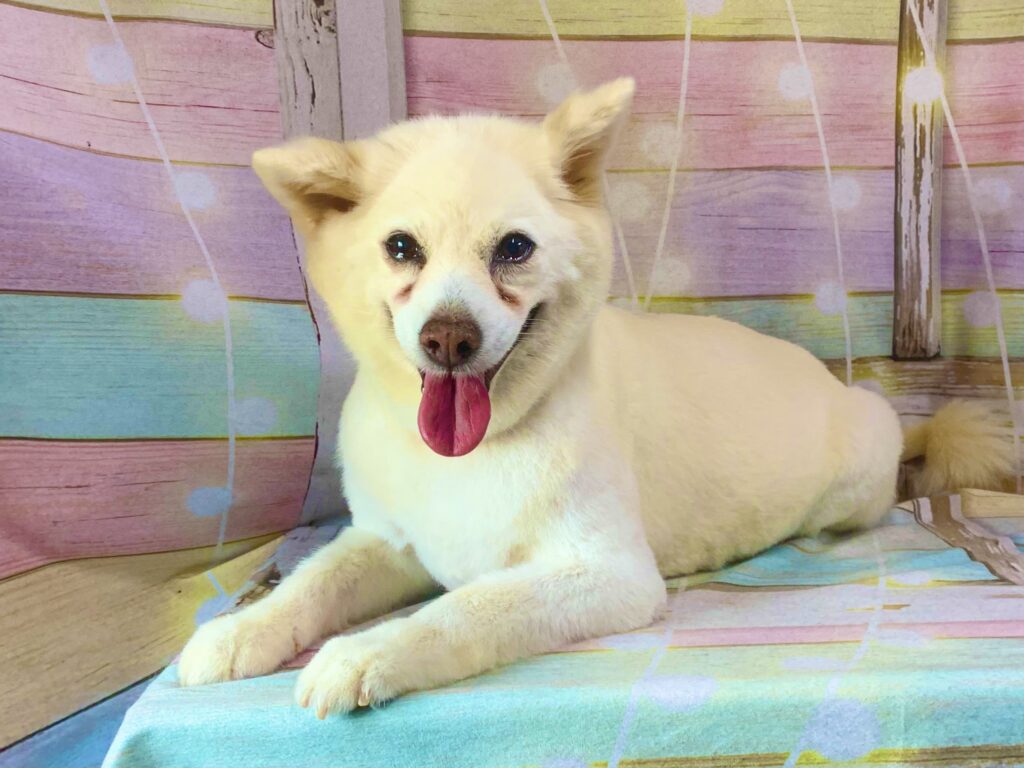 野田市でトリミングです。シロちゃん　(長毛中型ＭＩＸ犬女の子　シャンプー＆カットコースです。)