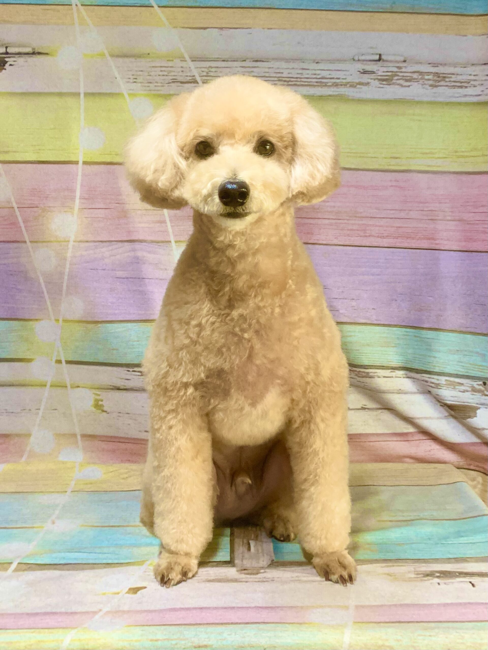 守谷市でトリミングです。侘助くん　(トイプードル男の子　シャンプー＆カットコースです。)