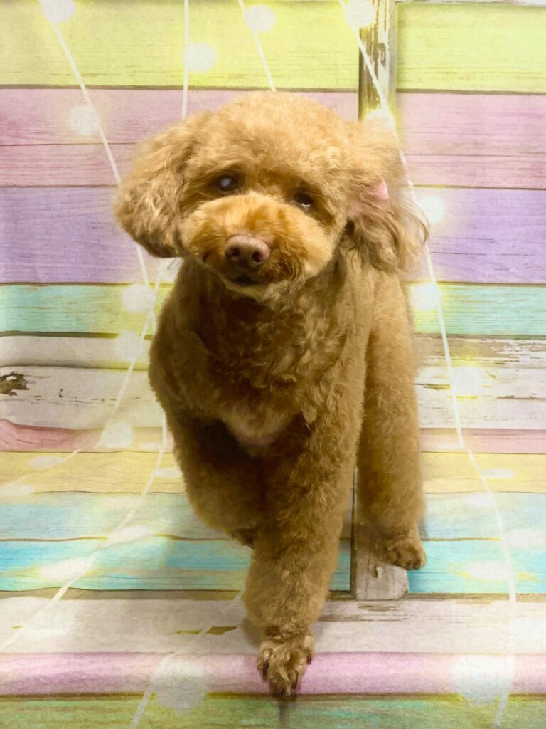 守谷市でトリミングです。ソラくん　(トイプードル男の子　シャンプー＆カットコースです。)