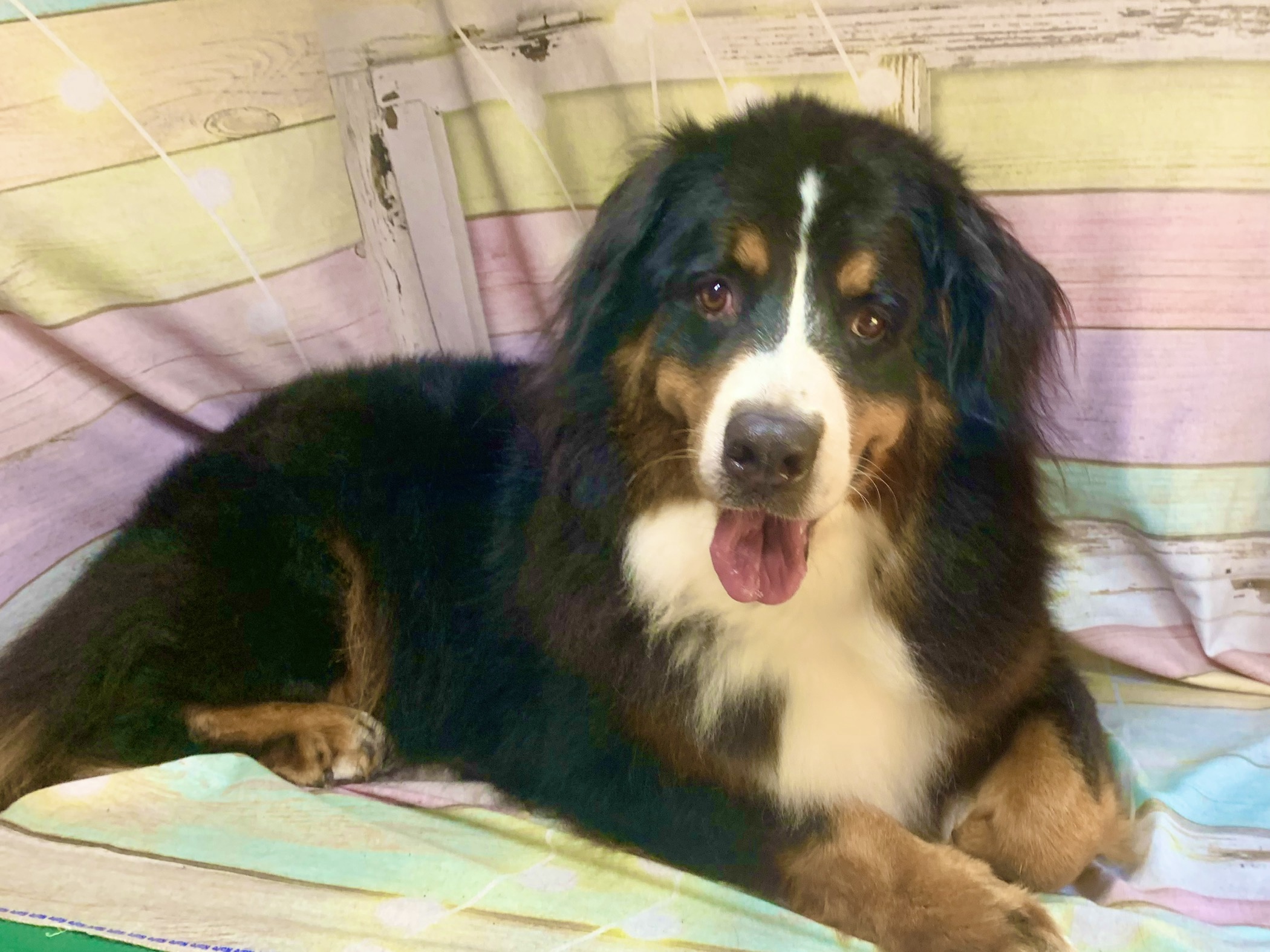 印西市でトリミングです。アロハちゃん　(バーニーズマウンテンドッグ女の子　シャンプーコースです。)