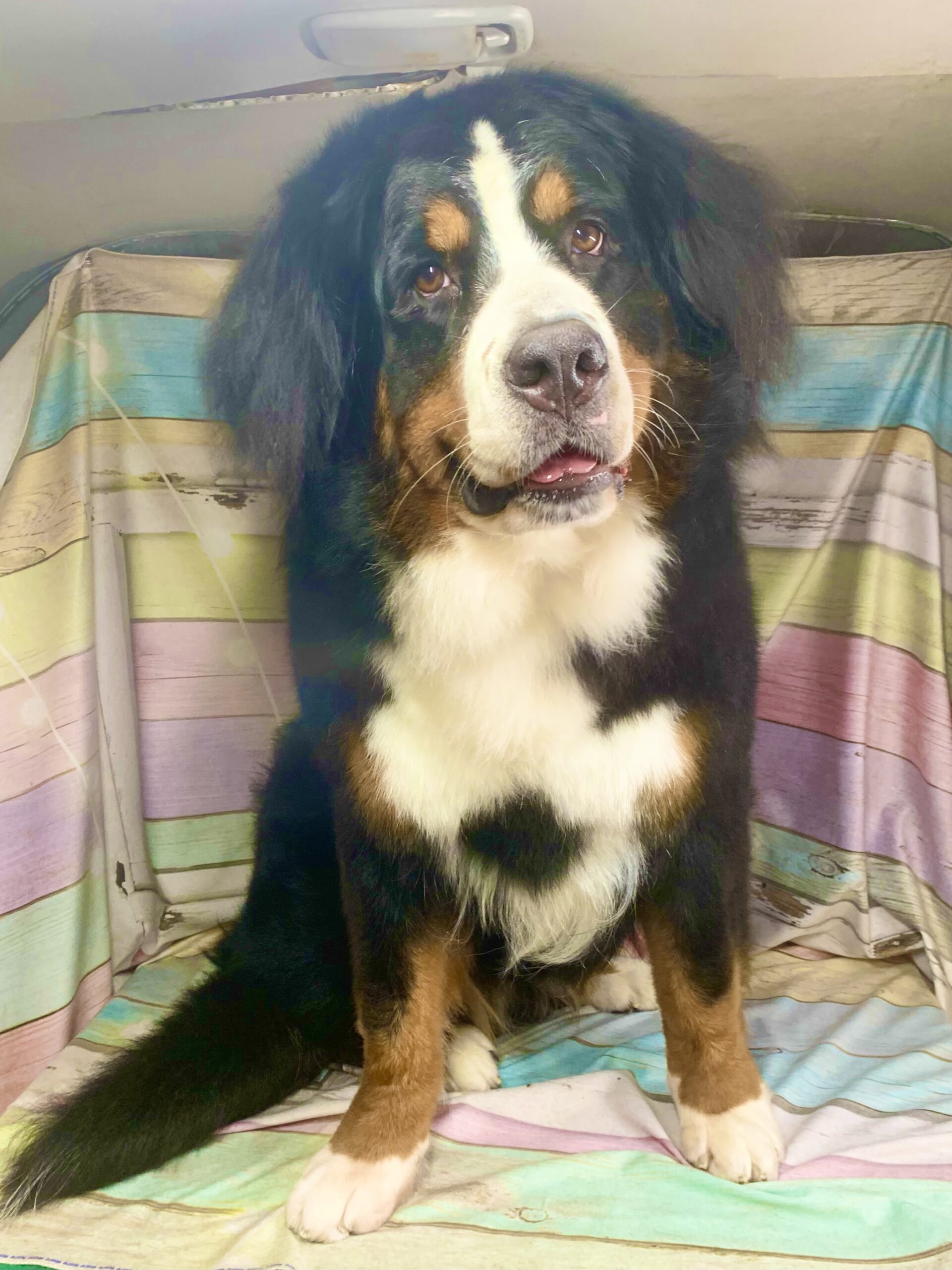 印西市でトリミングです。オハナちゃん　(バーニーズマウンテンドッグ女の子　シャンプーコースです。)