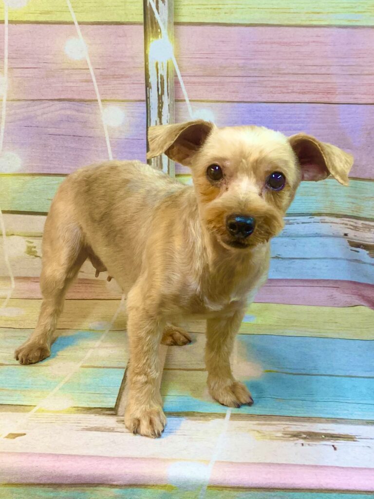 常総市でトリミングです。ルンちゃん　(ヨークシャーテリア女の子　シャンプー＆カットコースです。)