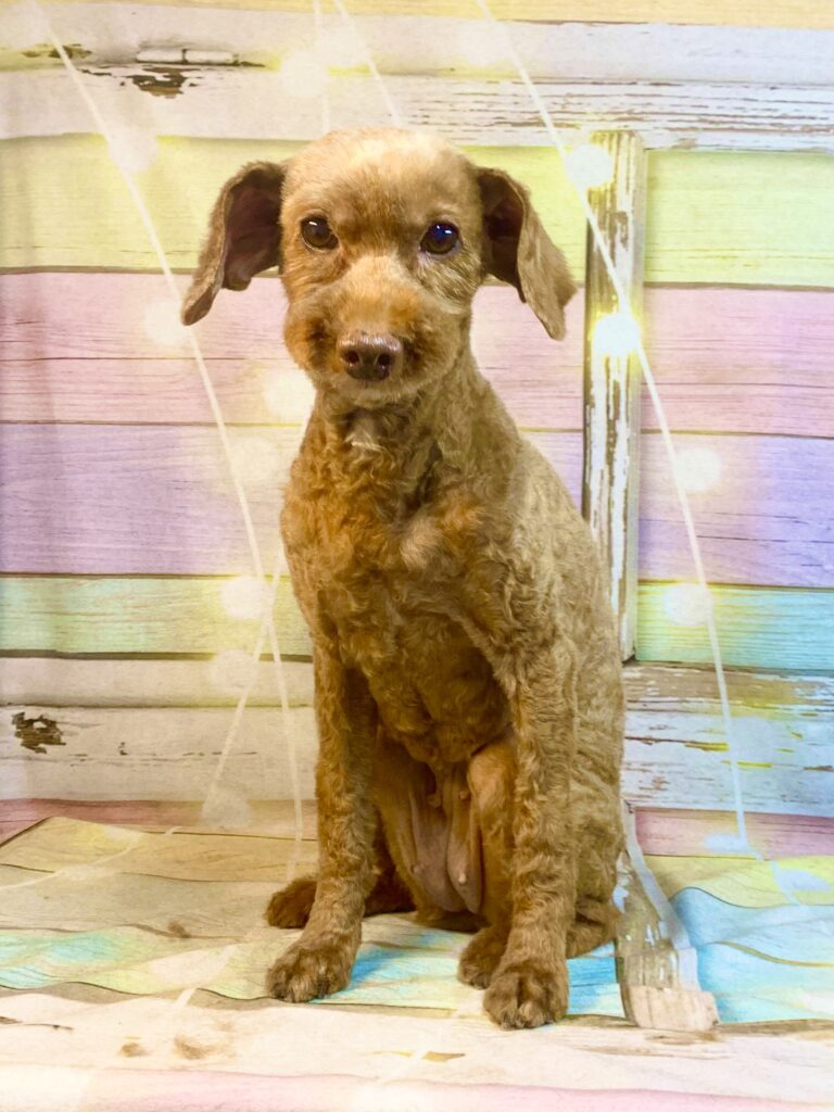 常総市でトリミングです。ミーちゃん　(トイプードル女の子　シャンプー＆カットコースです。)