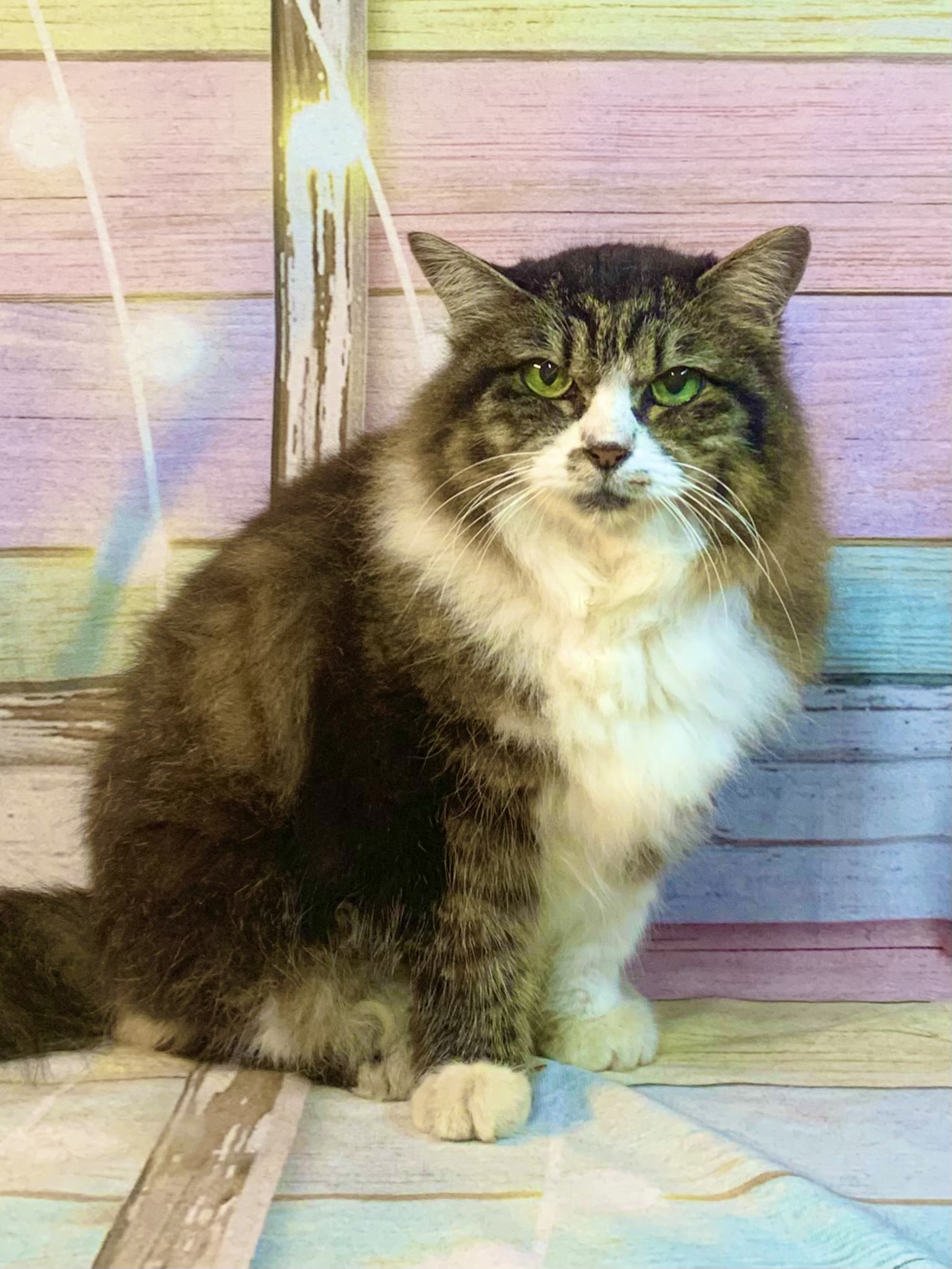 柏市でトリミングです。リッツちゃん　(中型長毛ＭＩＸ猫女の子　グルーミングコースです。)