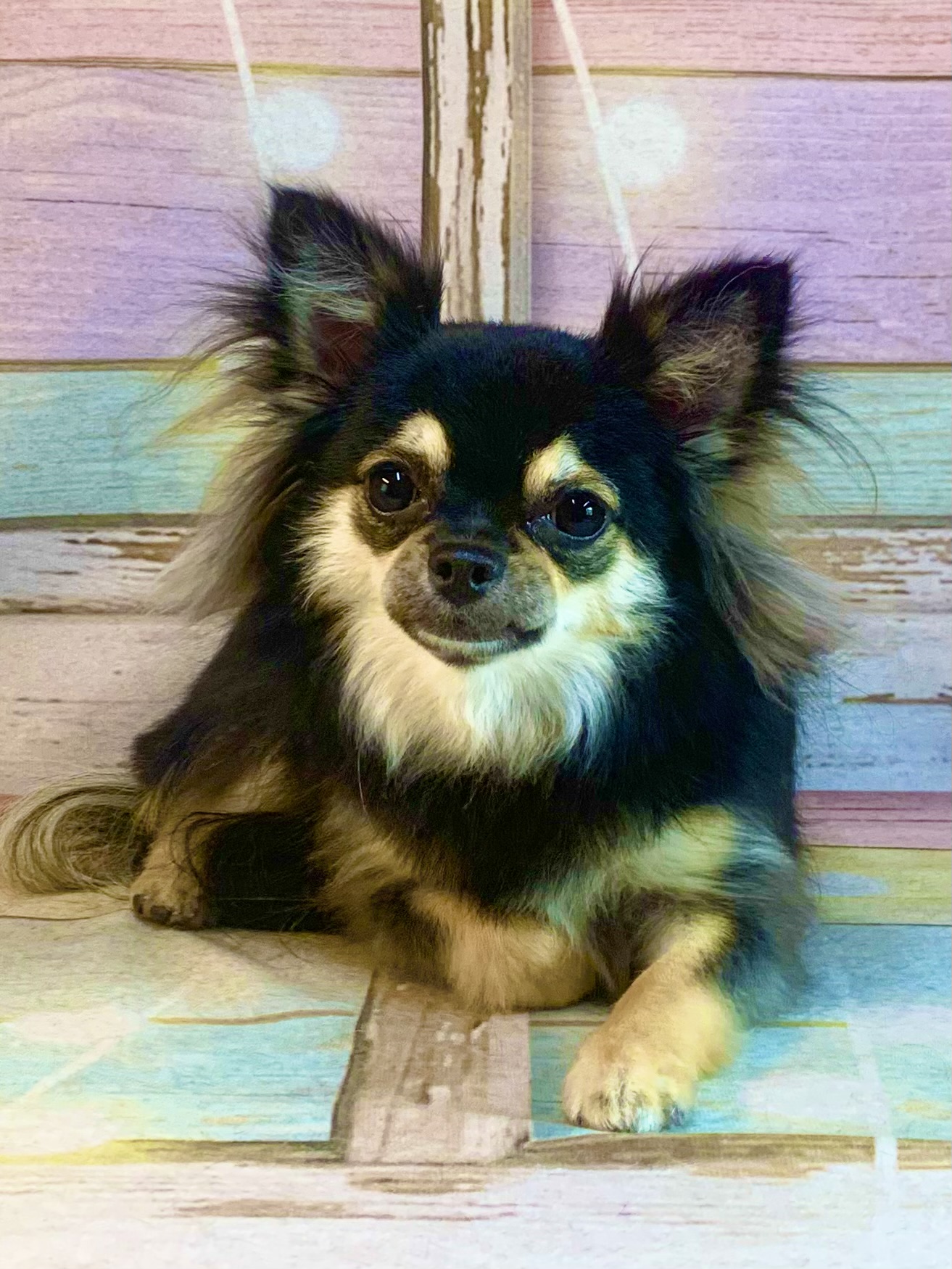 印西市でトリミングです。クレアちゃん　(チワワ女の子　シャンプー＆部分カットコースです。)