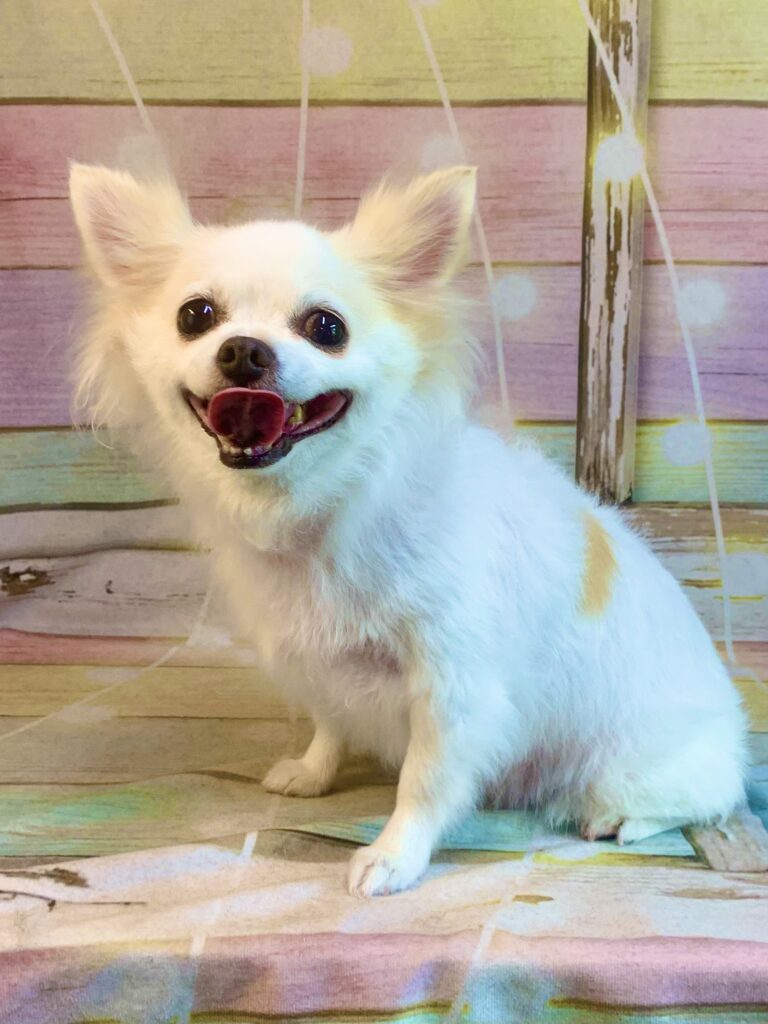 印西市でトリミングです。ミルキーちゃん　(チワワ女の子　シャンプー＆部分カットコースです。)