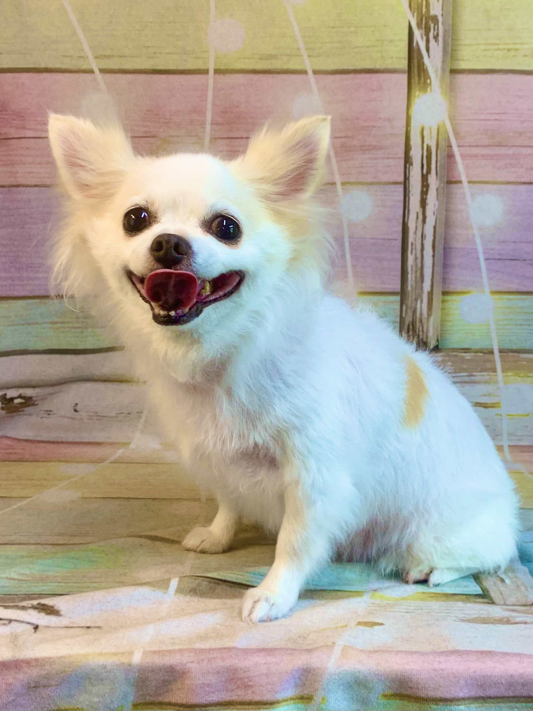 印西市でトリミングです。ミルキーちゃん　(チワワ女の子　シャンプー＆部分カットコースです。)