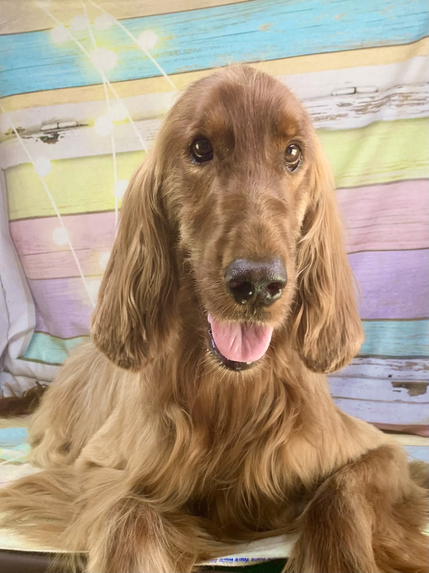 龍ヶ崎市でトリミングです。プーランくん　(アイリッシュセッター男の子　グルーミング＆カットコースです。)