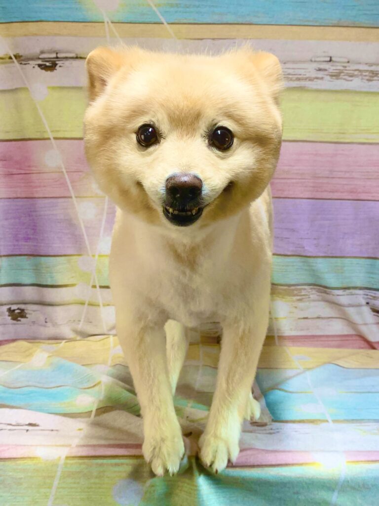 柏市でトリミングです。リキマルくん　(ポメラニアン男の子　シャンプー＆カットコースです。)