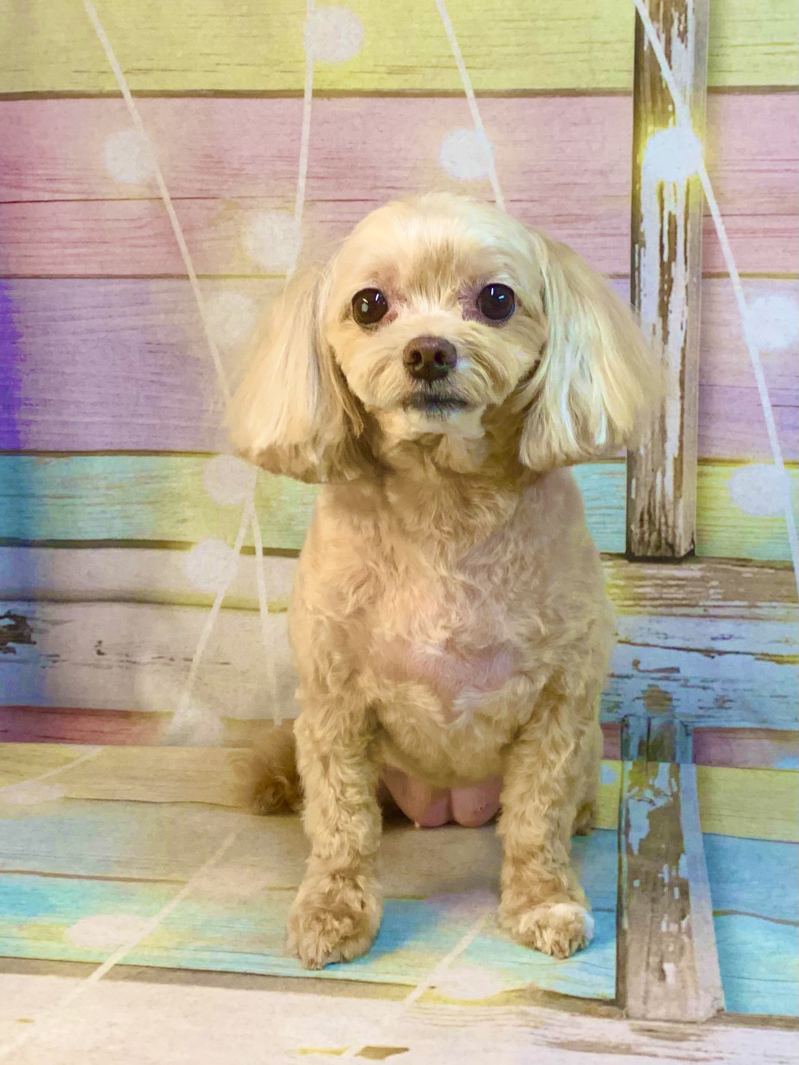 守谷市でトリミングです。マヒナちゃん　(トイプードル×チワワ女の子　シャンプー＆カットコースです。)