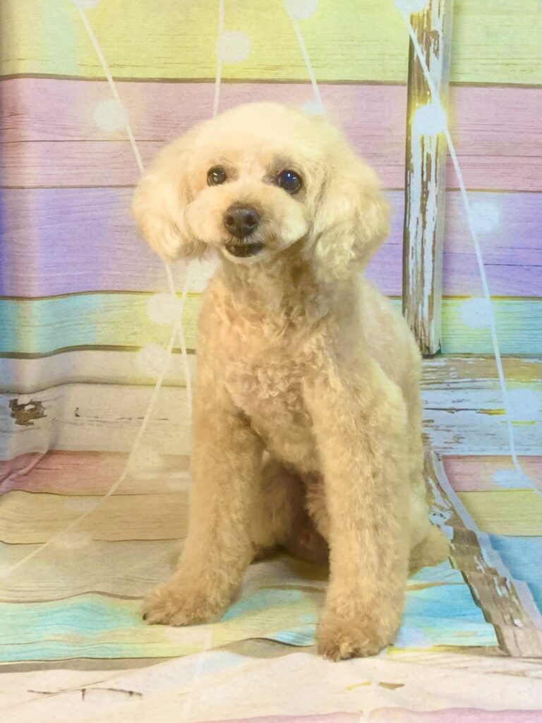 取手市でトリミングです。ティオくん　(トイプードル男の子　シャンプー＆カットコースです。)