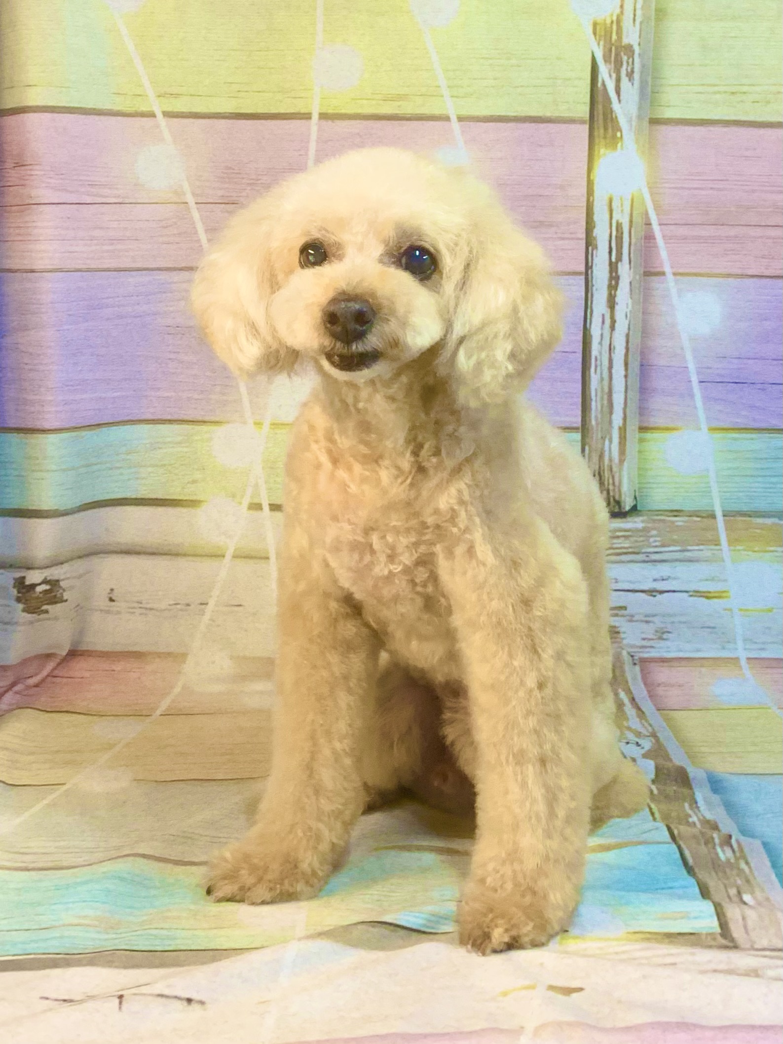 取手市でトリミングです。ティオくん　(トイプードル男の子　シャンプー＆カットコースです。)