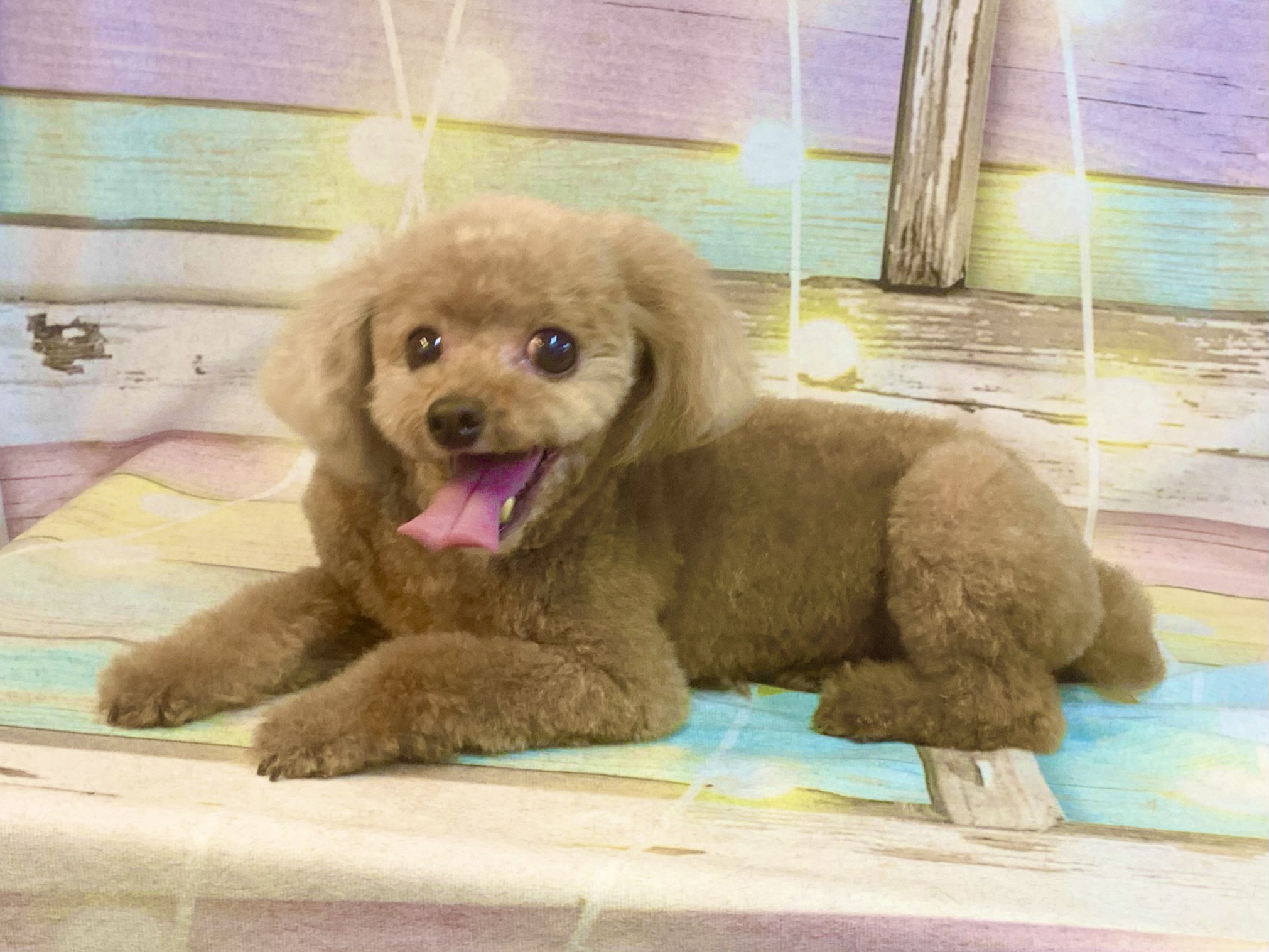 取手市でトリミングです。ニーナちゃん　(トイプードル女の子　シャンプー＆カットコースです。)