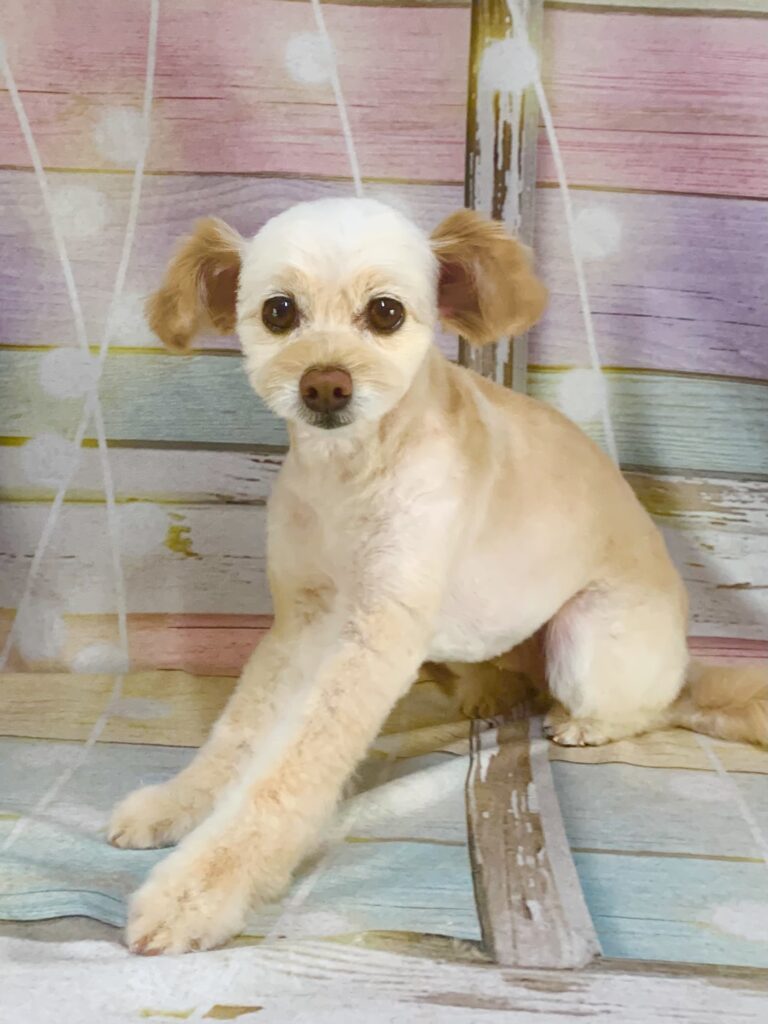 我孫子市でトリミングです。いなりくん　(チワワ×トイプードル男の子　シャンプー＆カットコースです。)