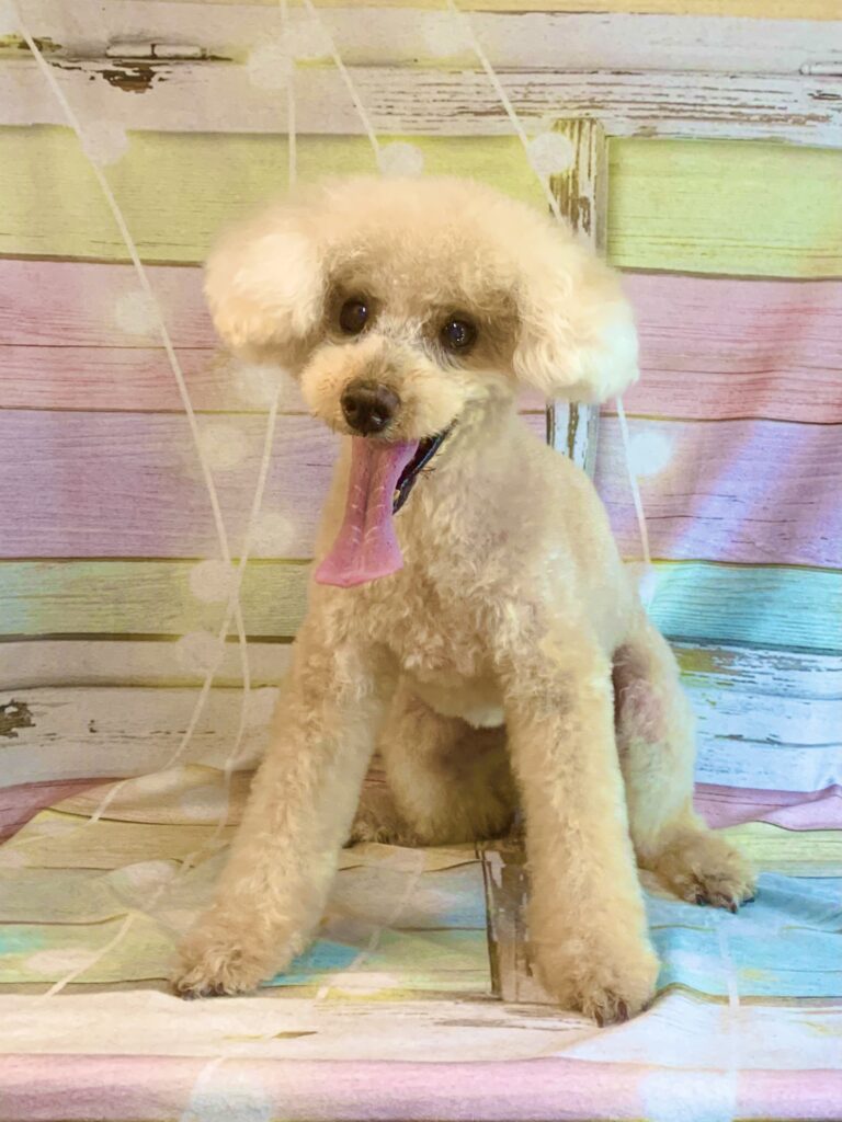 守谷市でトリミングです。モグくん　(トイプードル男の子　シャンプー＆カットコースです。)