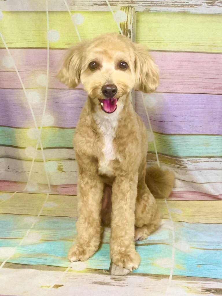 柏市でトリミングです。ジンくん　(ポメラニアン×トイプードル　男の子シャンプー＆カットコースです。)