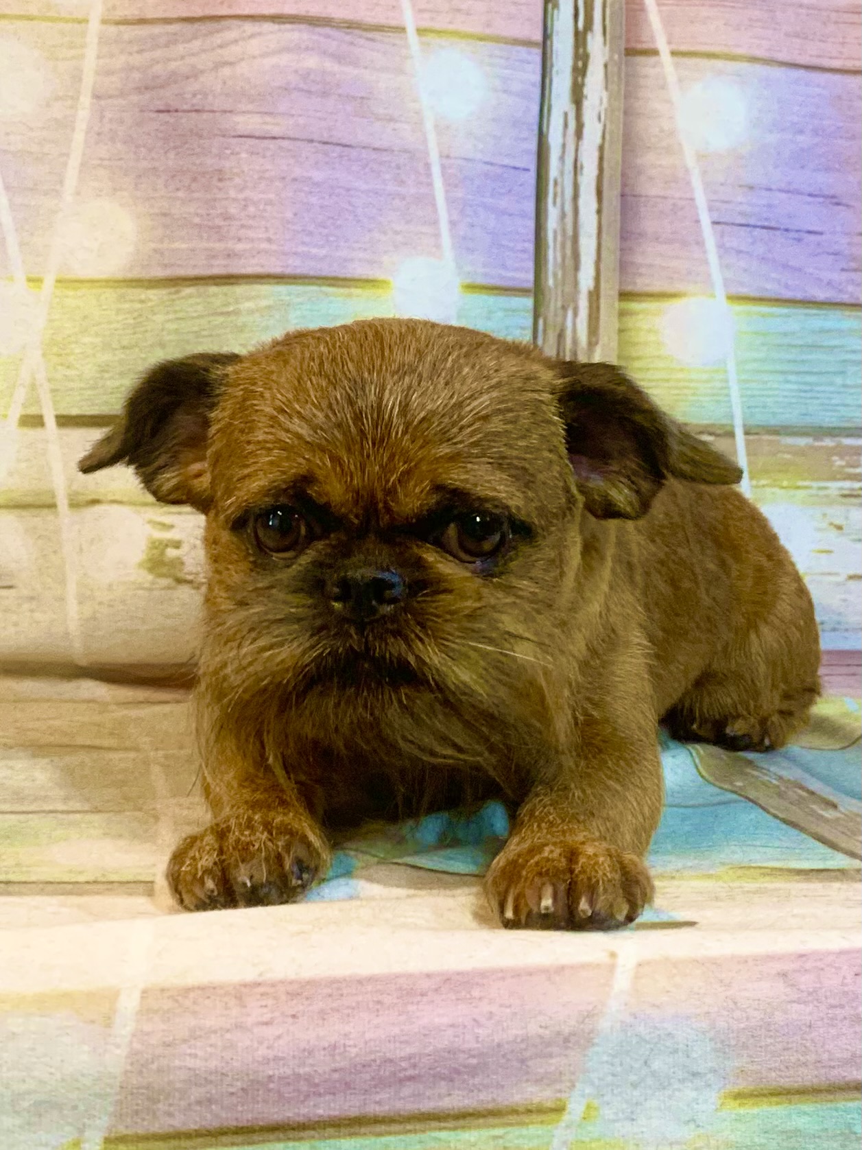 柏市でトリミングです。ロックくん　(ブリュッセルグリフォン男の子　シャンプー＆カットコースです。)