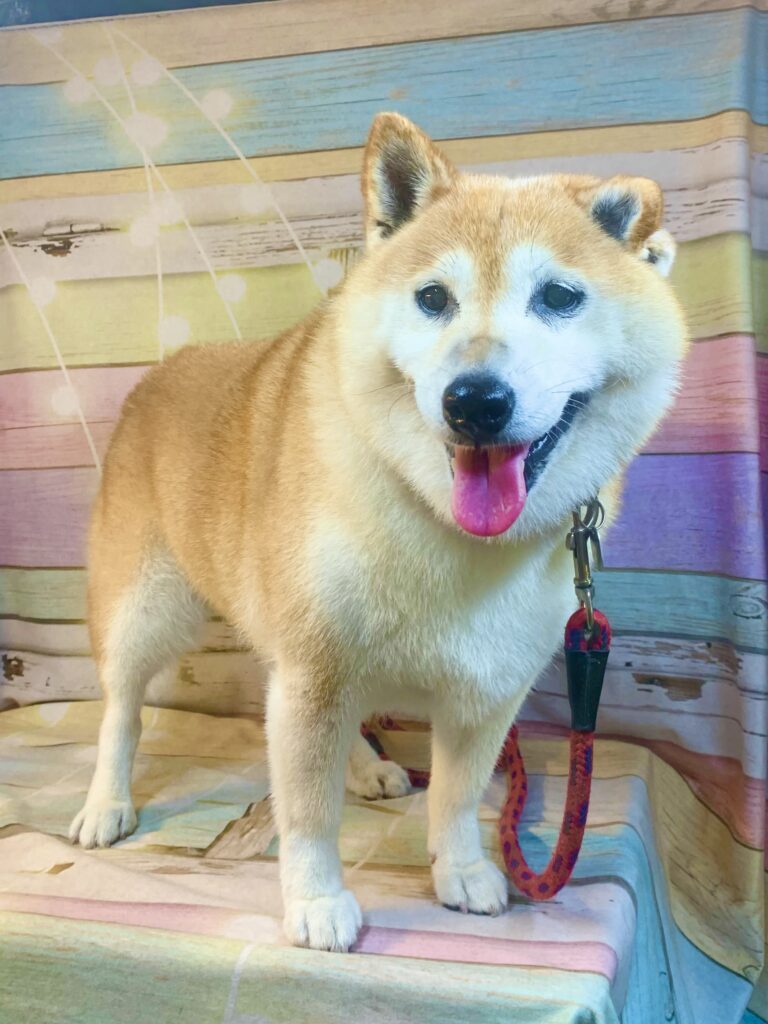 我孫子市でトリミングです。アイちゃん　(柴犬女の子　シャンプーコース(お手入れ)です。)