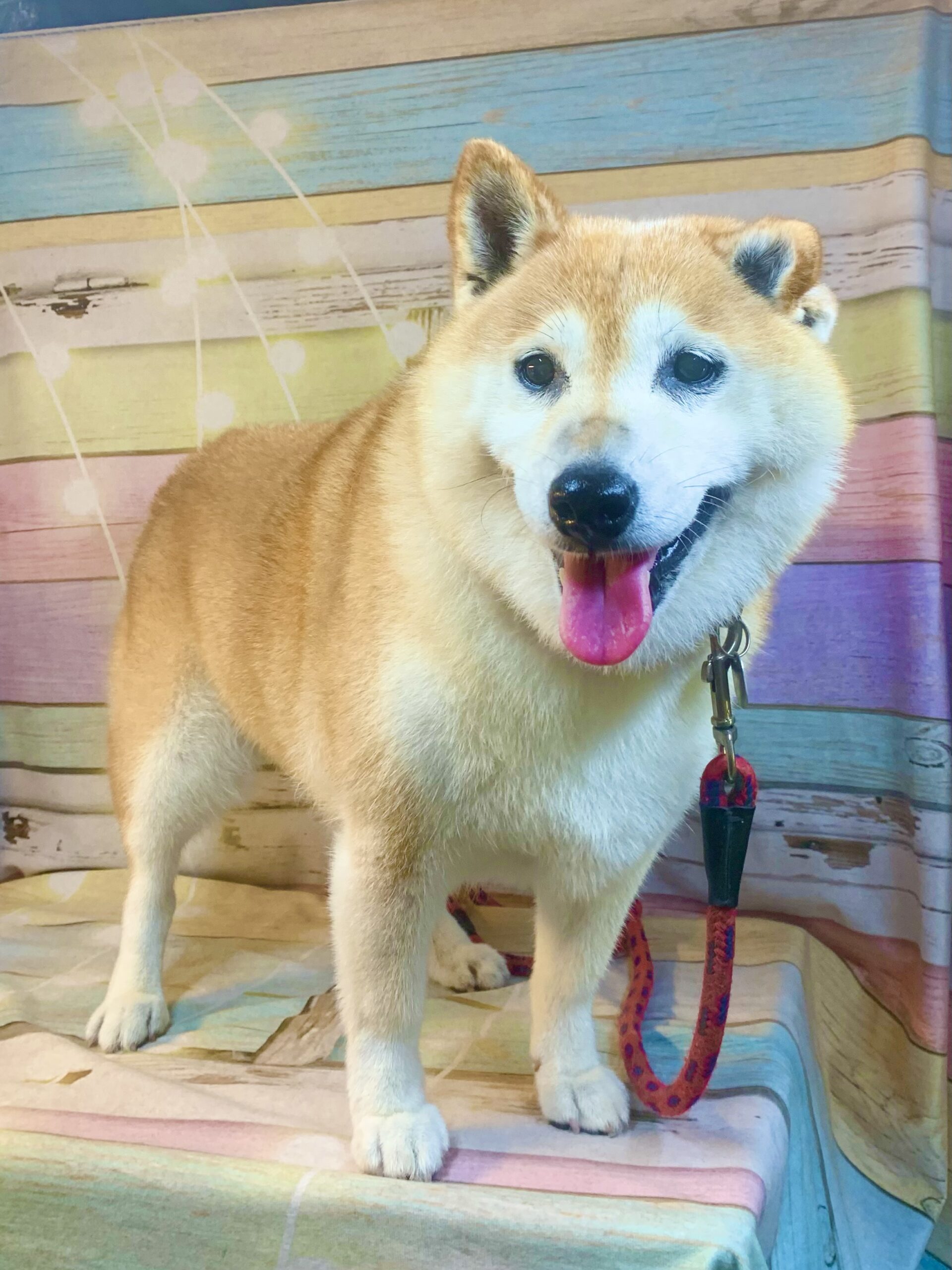 我孫子市でトリミングです。アイちゃん　(柴犬女の子　シャンプーコース(お手入れ)です。)