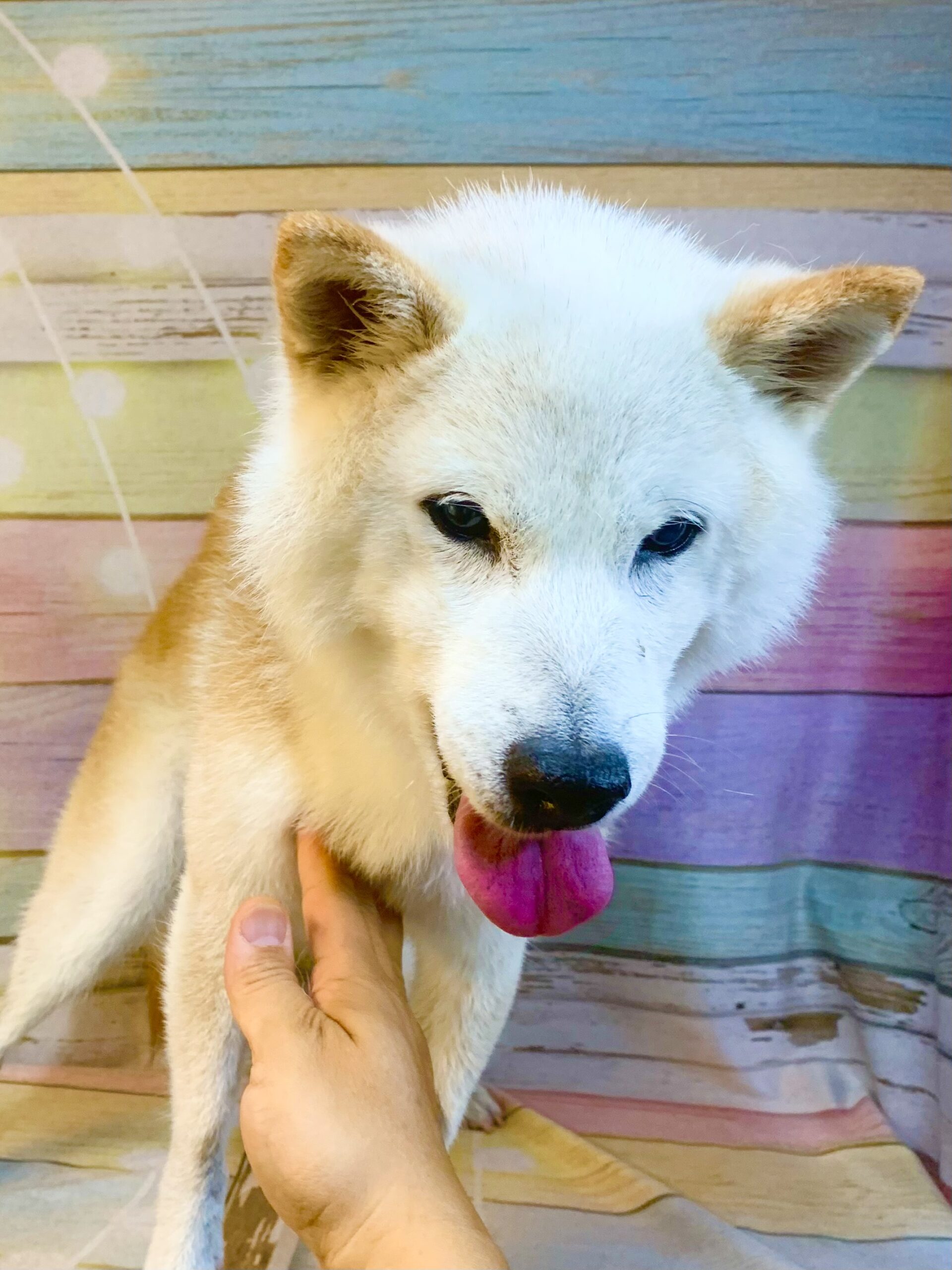 我孫子市でトリミングです。トモちゃん　(柴犬女の子　シャンプーコース(お手入れ)です。)
