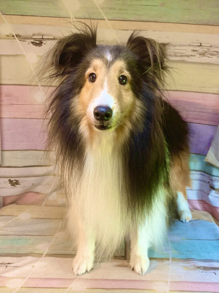 取手市でトリミングです。とよちゃん　(シェットランドシープドッグ女の子　シャンプーコースです。)