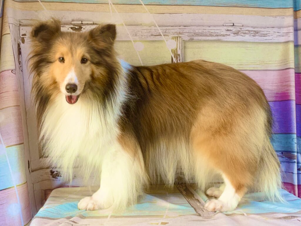 取手市でトリミングです。まいらちゃん　(シェットランドシープドッグ女の子　シャンプーコースです。)